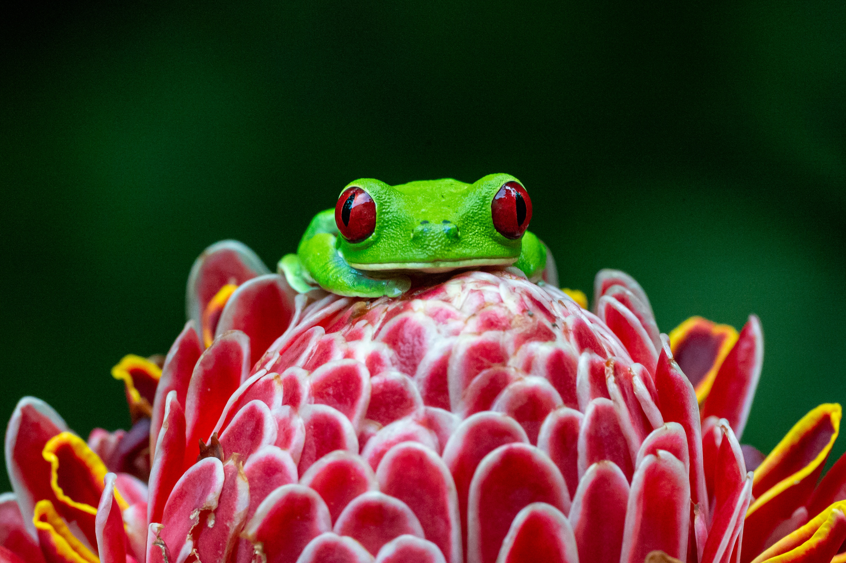 Amphibian Flower Macro Red Eyed Tree Frog Wildlife 2880x1917
