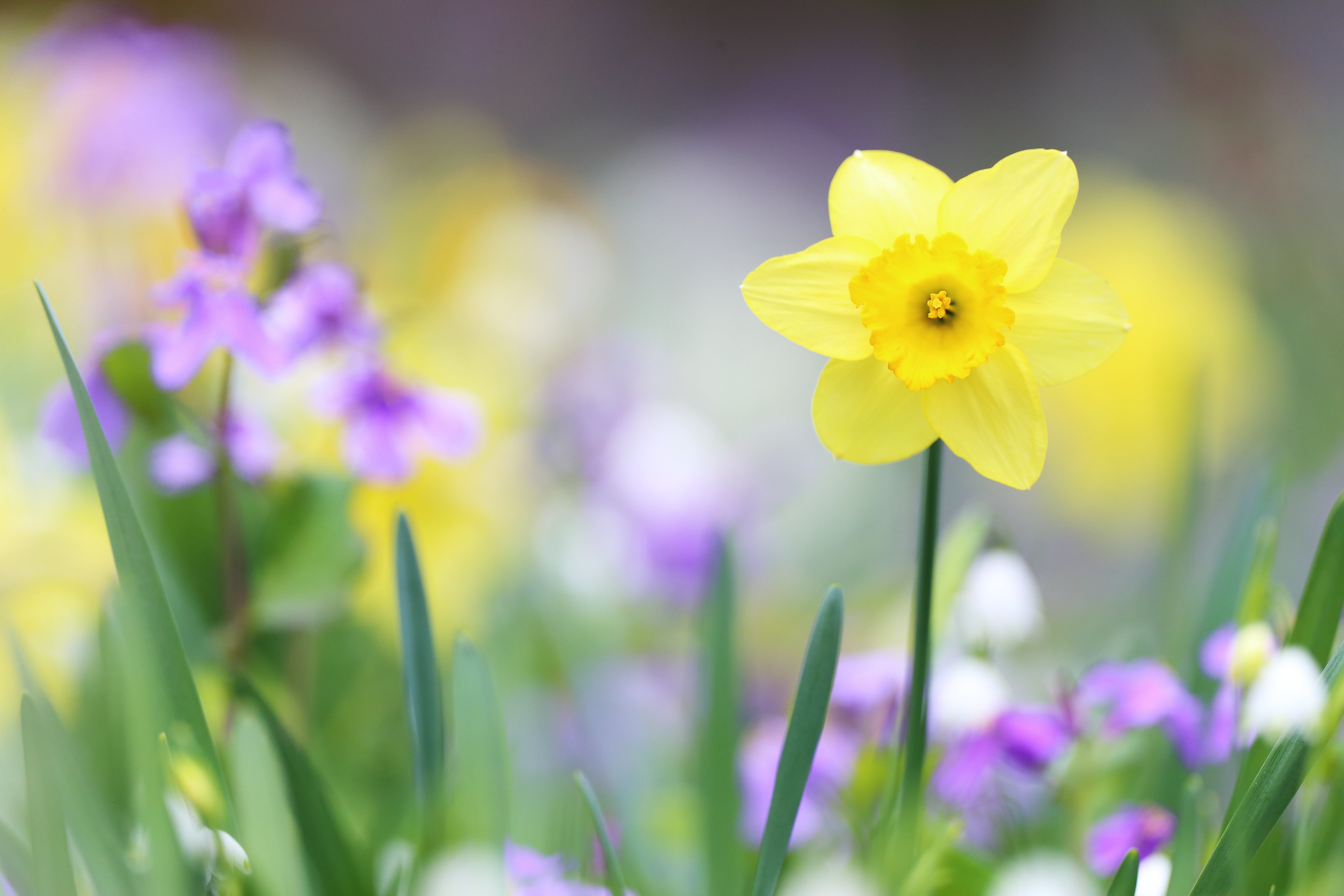 Daffodil Flower Macro Yellow Flower 3072x2048
