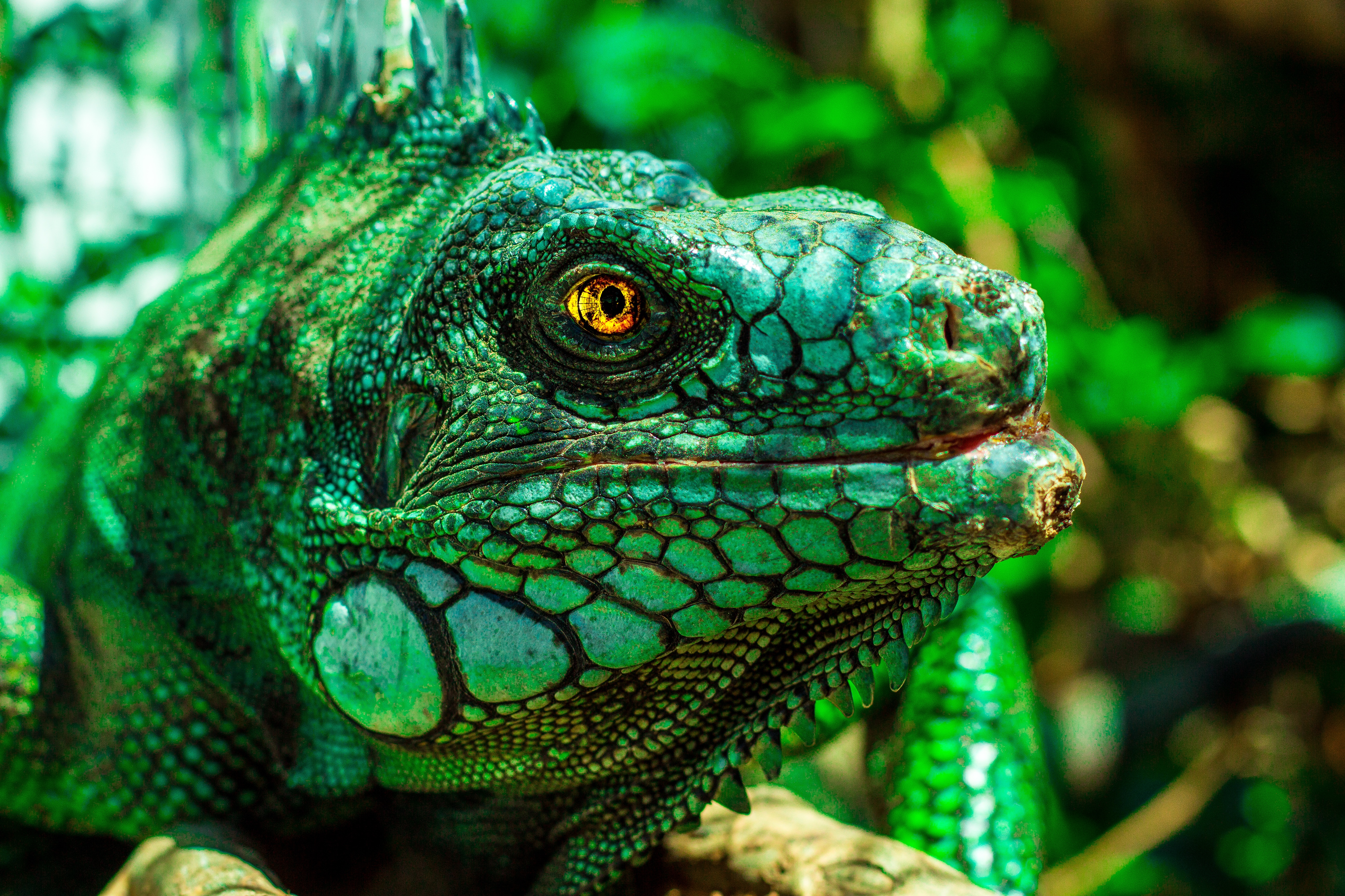 Close Up Green Lizard Wildlife 5184x3456
