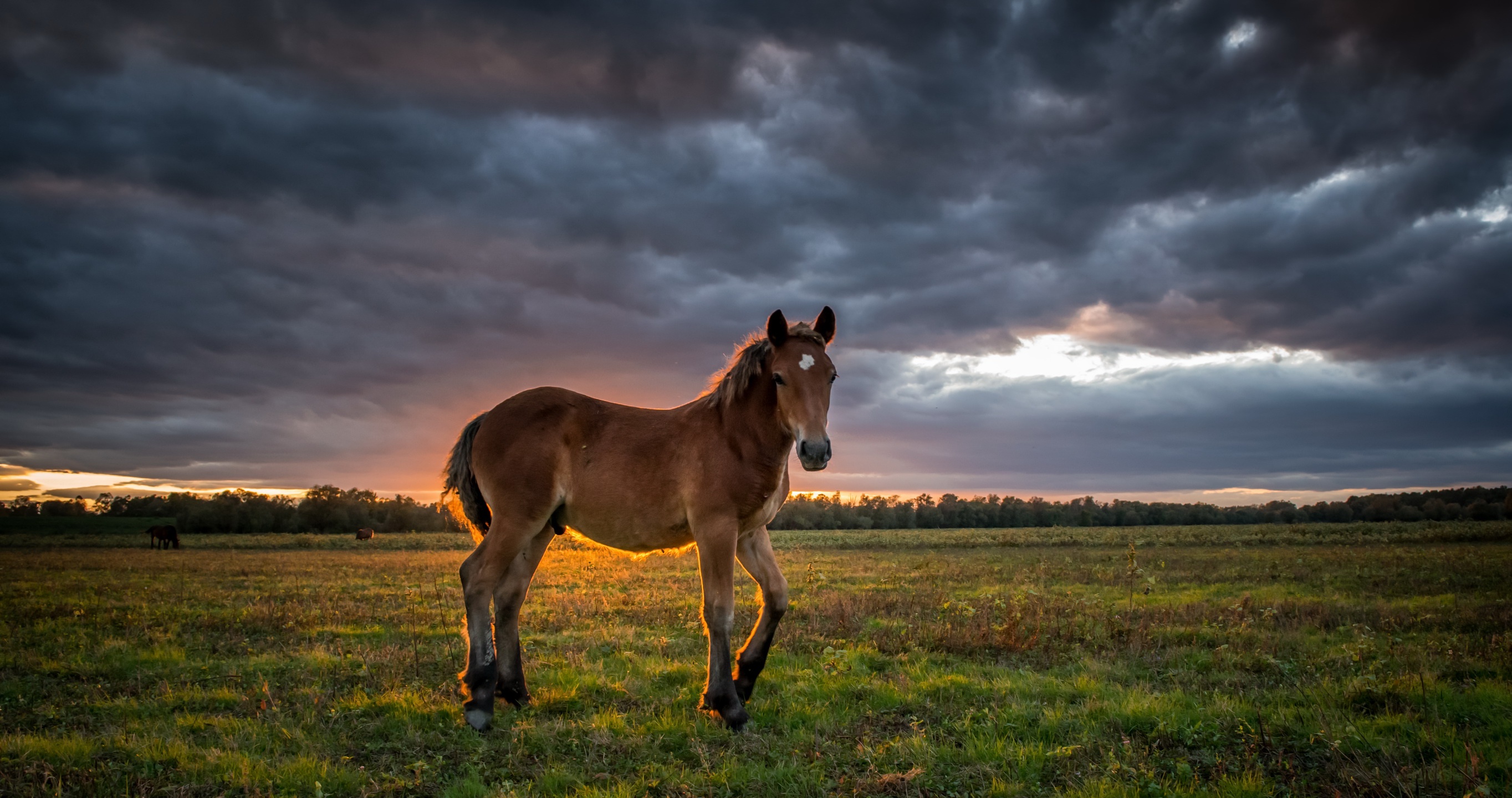 Baby Animal Cloud Field Foal Horse 2728x1440
