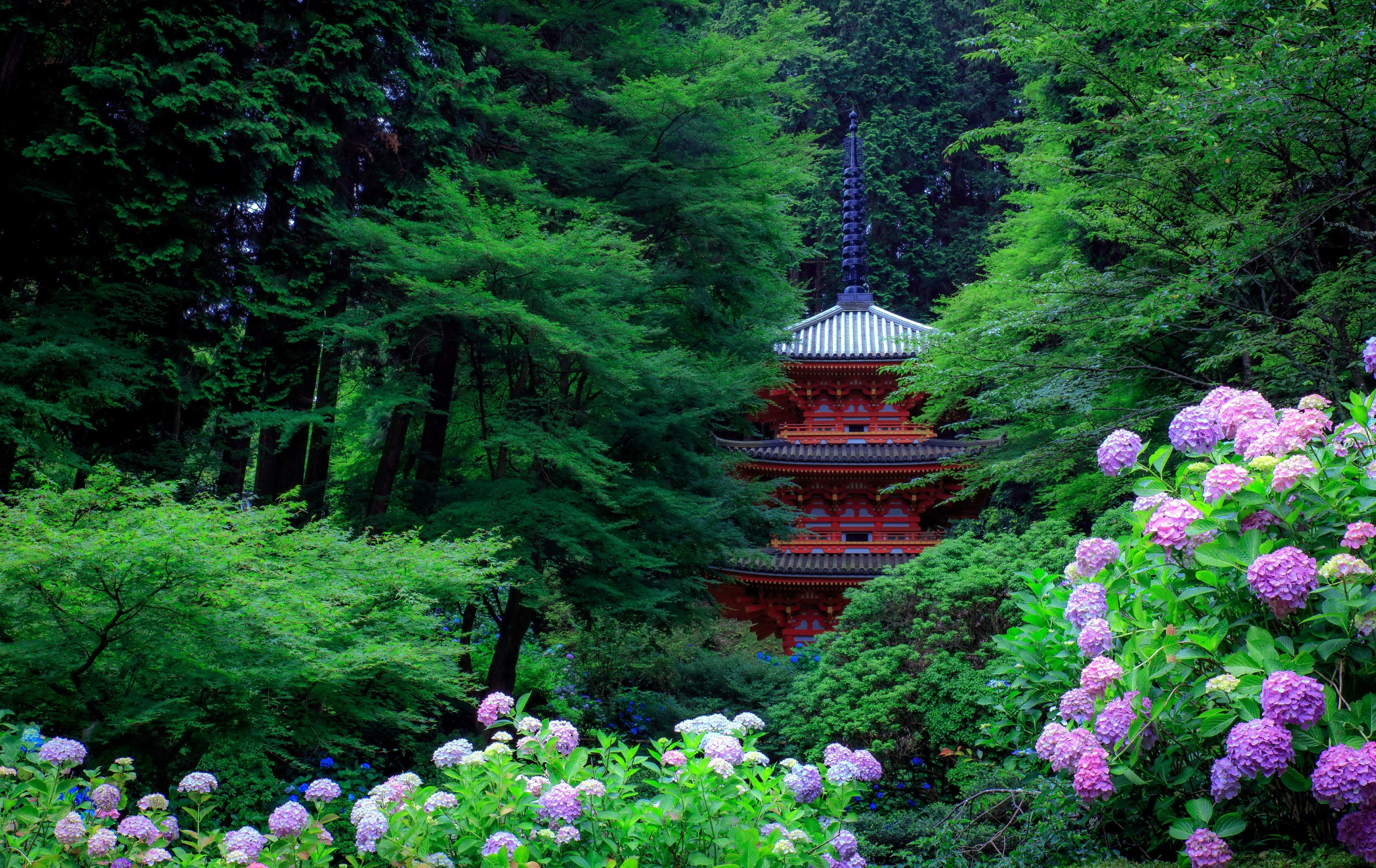Garden Hydrangea Japan Pagoda Purple Flower Tree 4200x2650