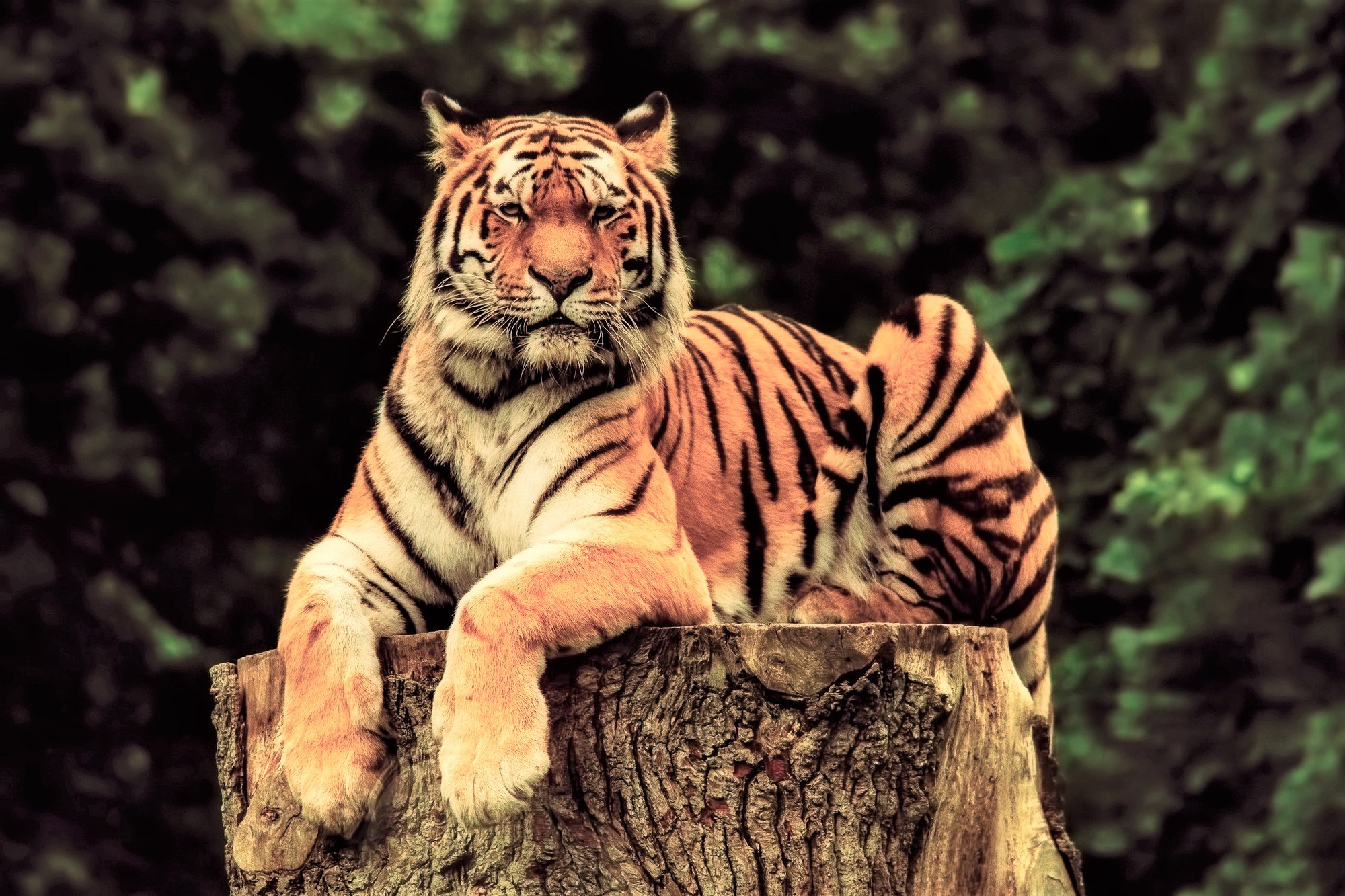 Big Cat Stump Tiger 2000x1333
