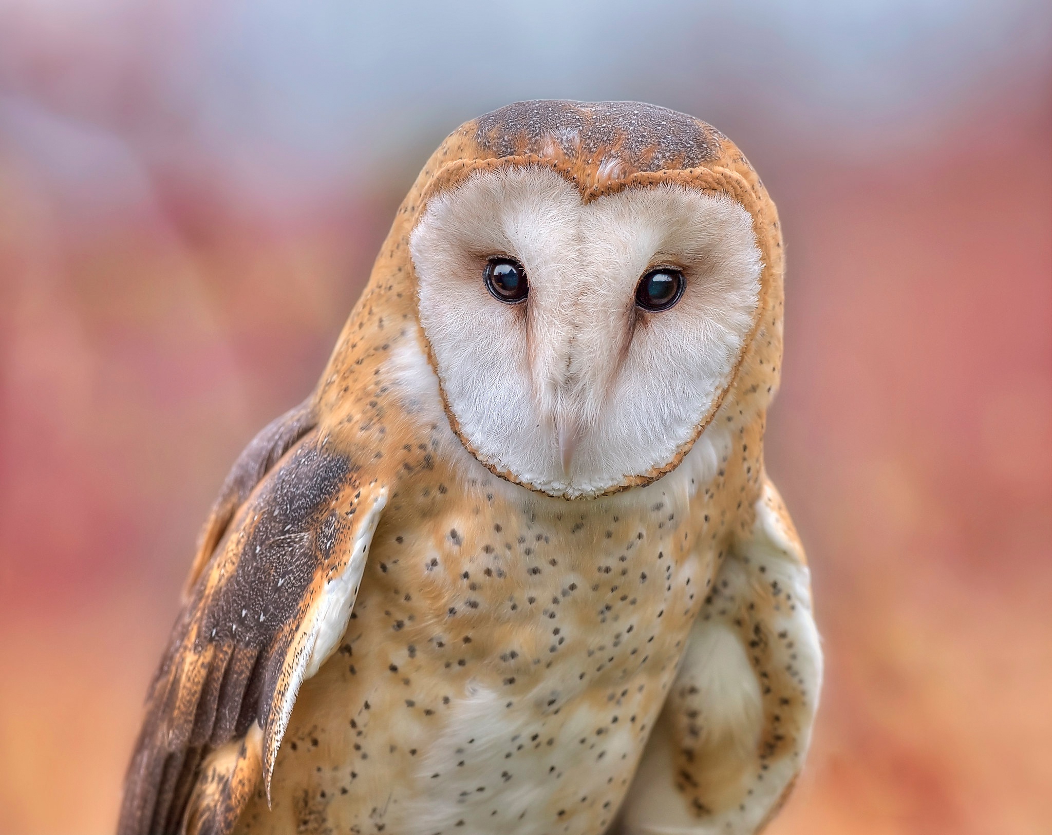Barn Owl Bird Owl Wildlife 2048x1626