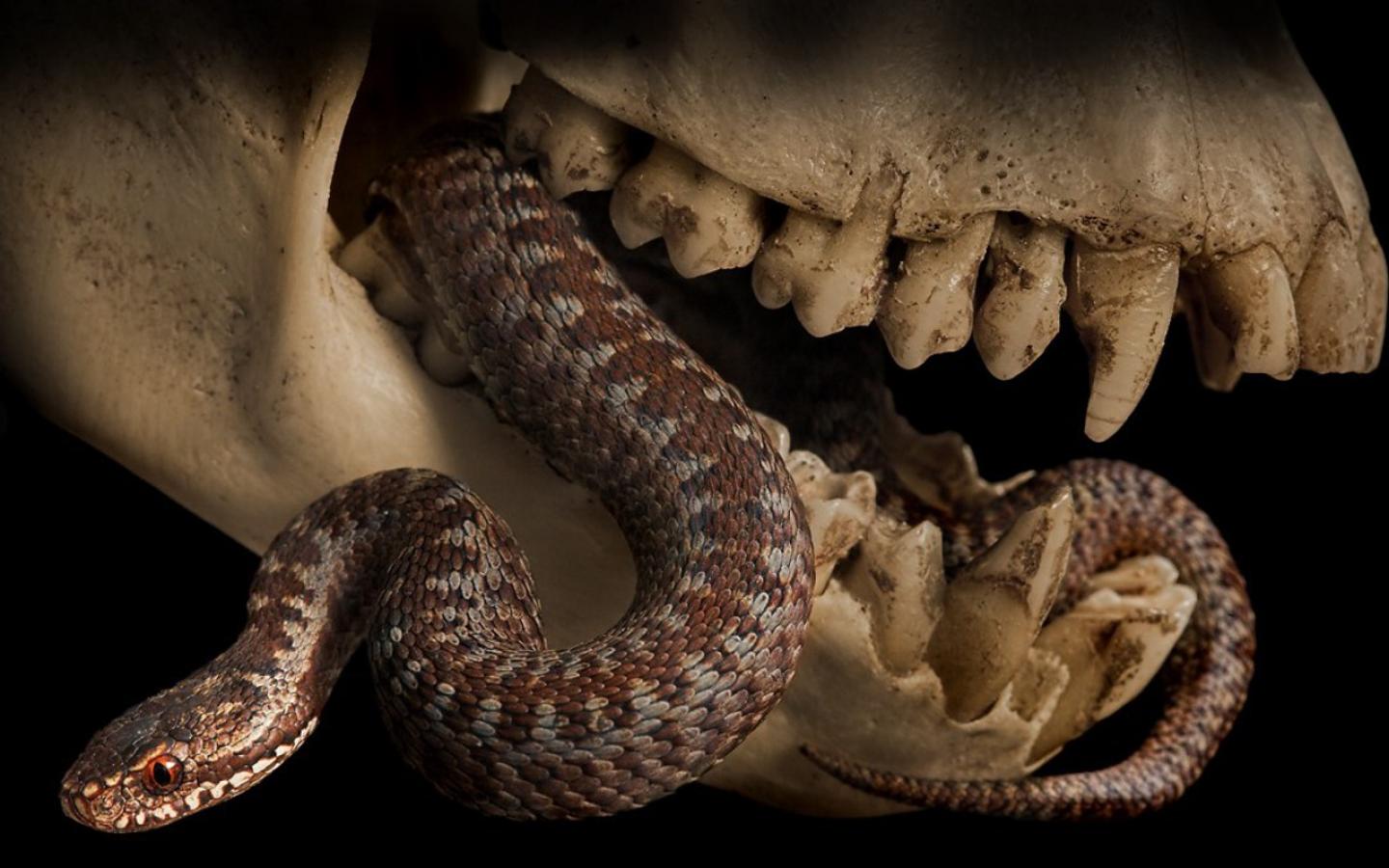 Animal Python Snake 1440x900