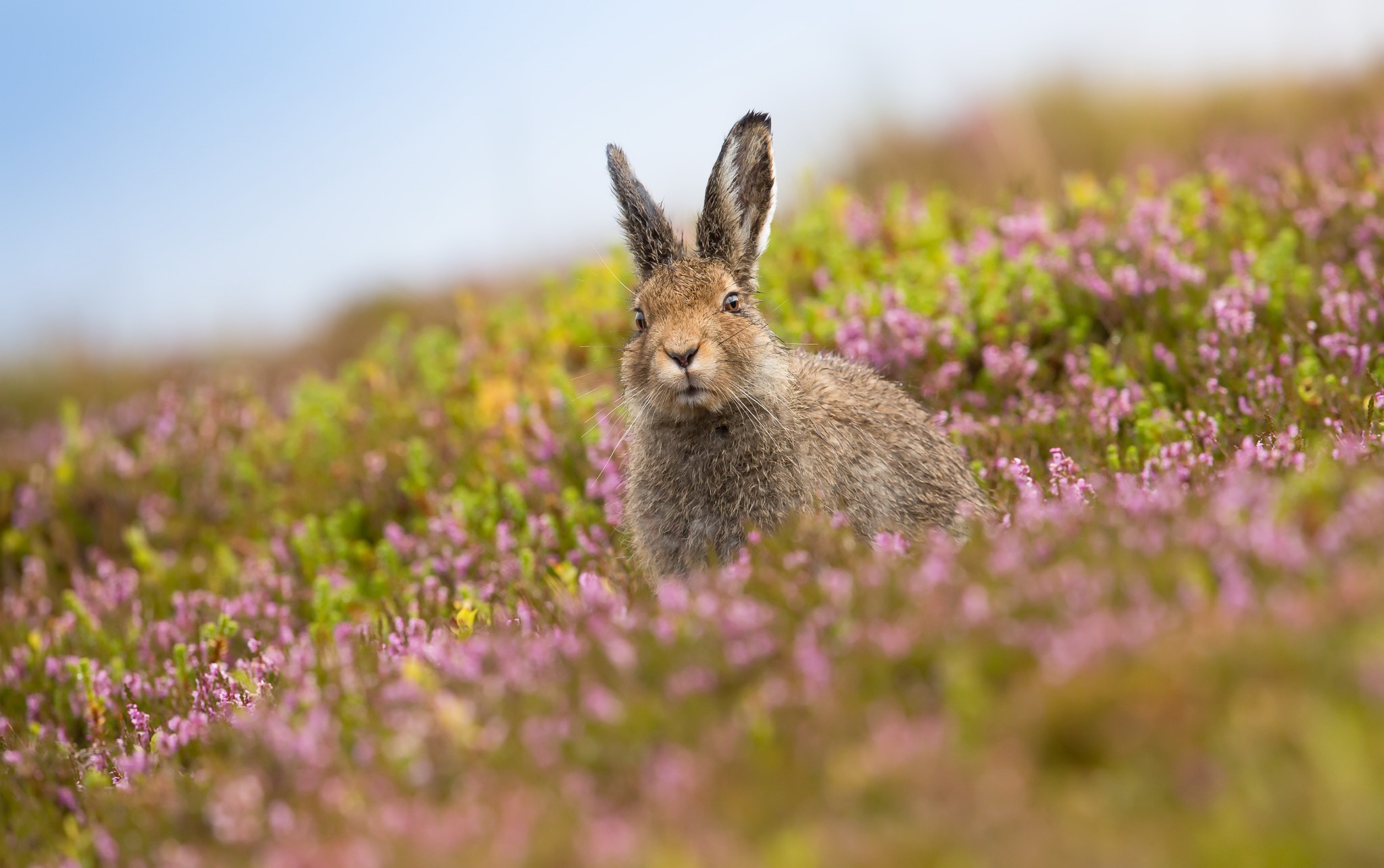 Blur Hare Rabbit Wildlife 2048x1285