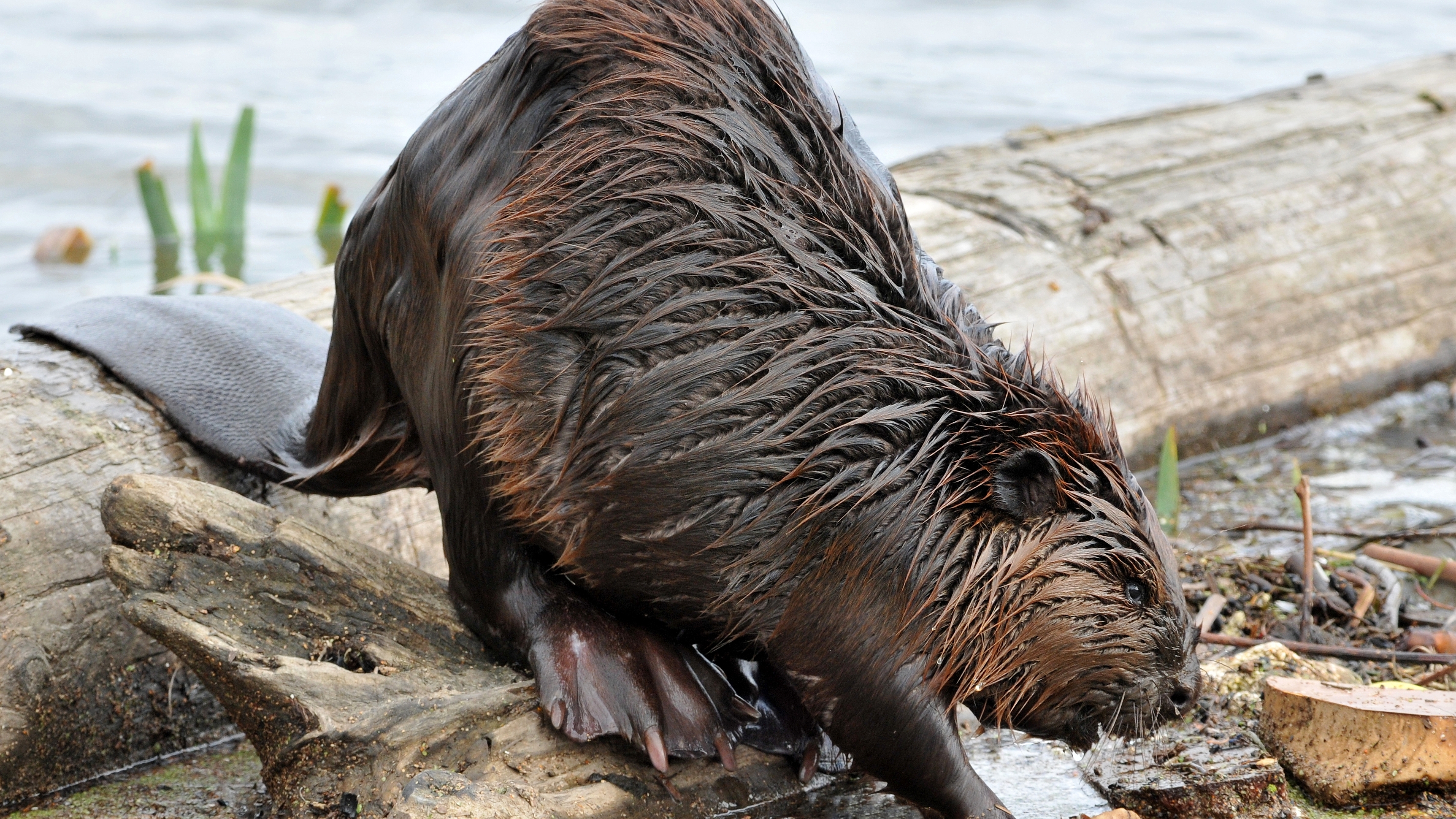 Animal Beaver 3450x1940