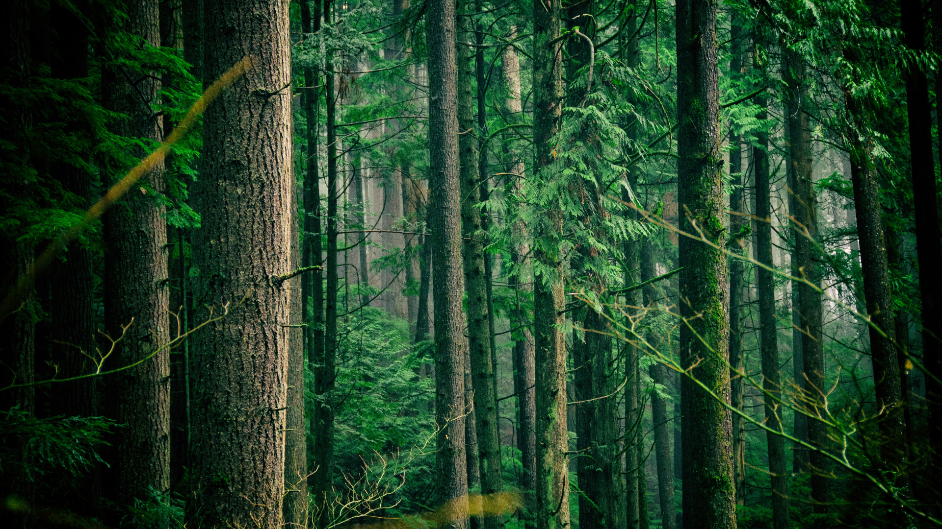Nature Trees Forest Mist Vancouver Canada 1920x1080