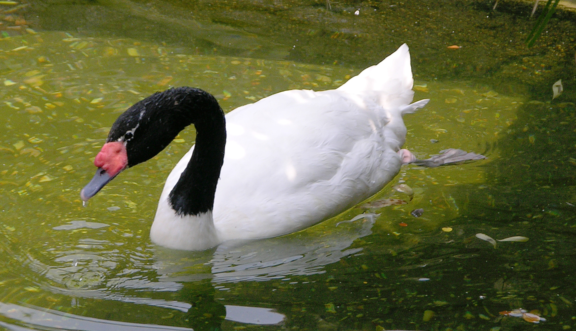 Animal Bird Black Necked Swan Swan Water 1965x1128