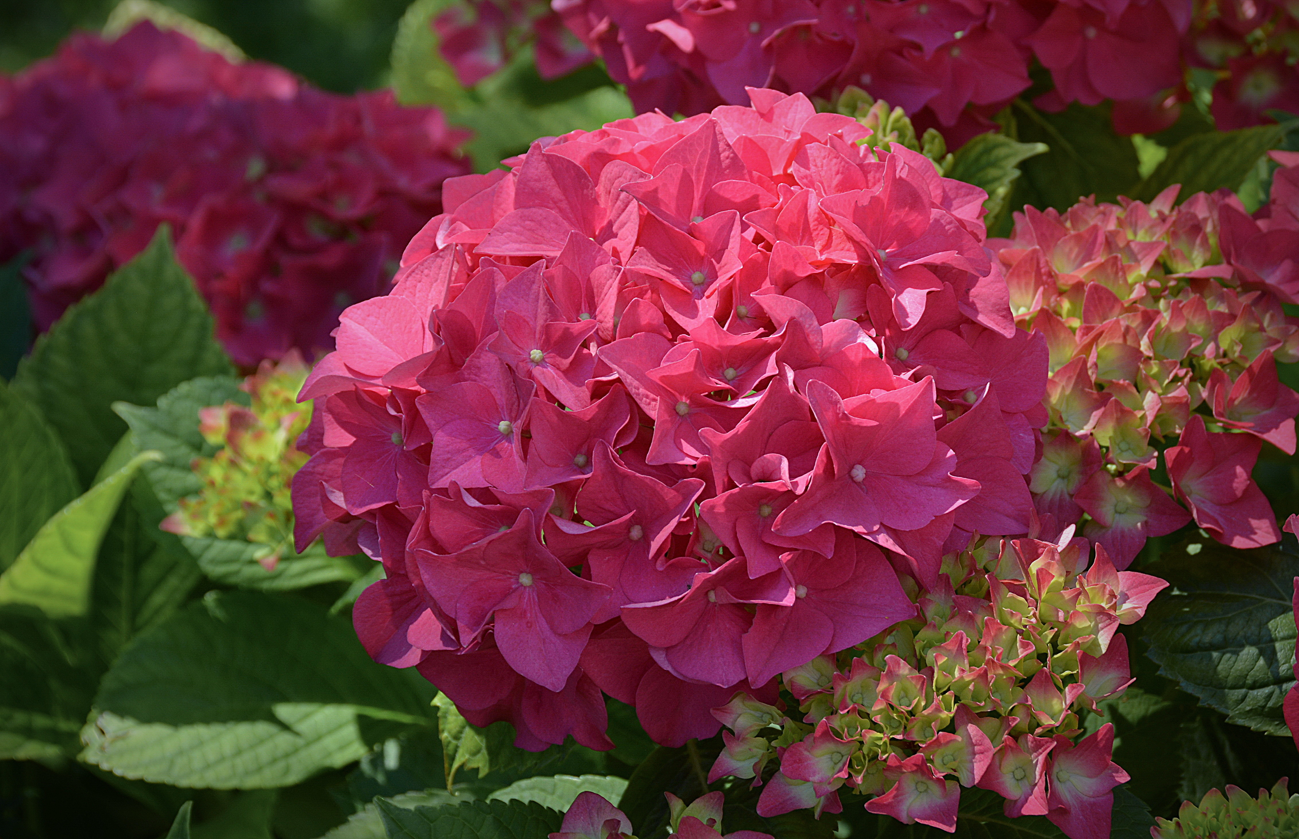 Earth Flower Hydrangea Pink Flower 4526x2924