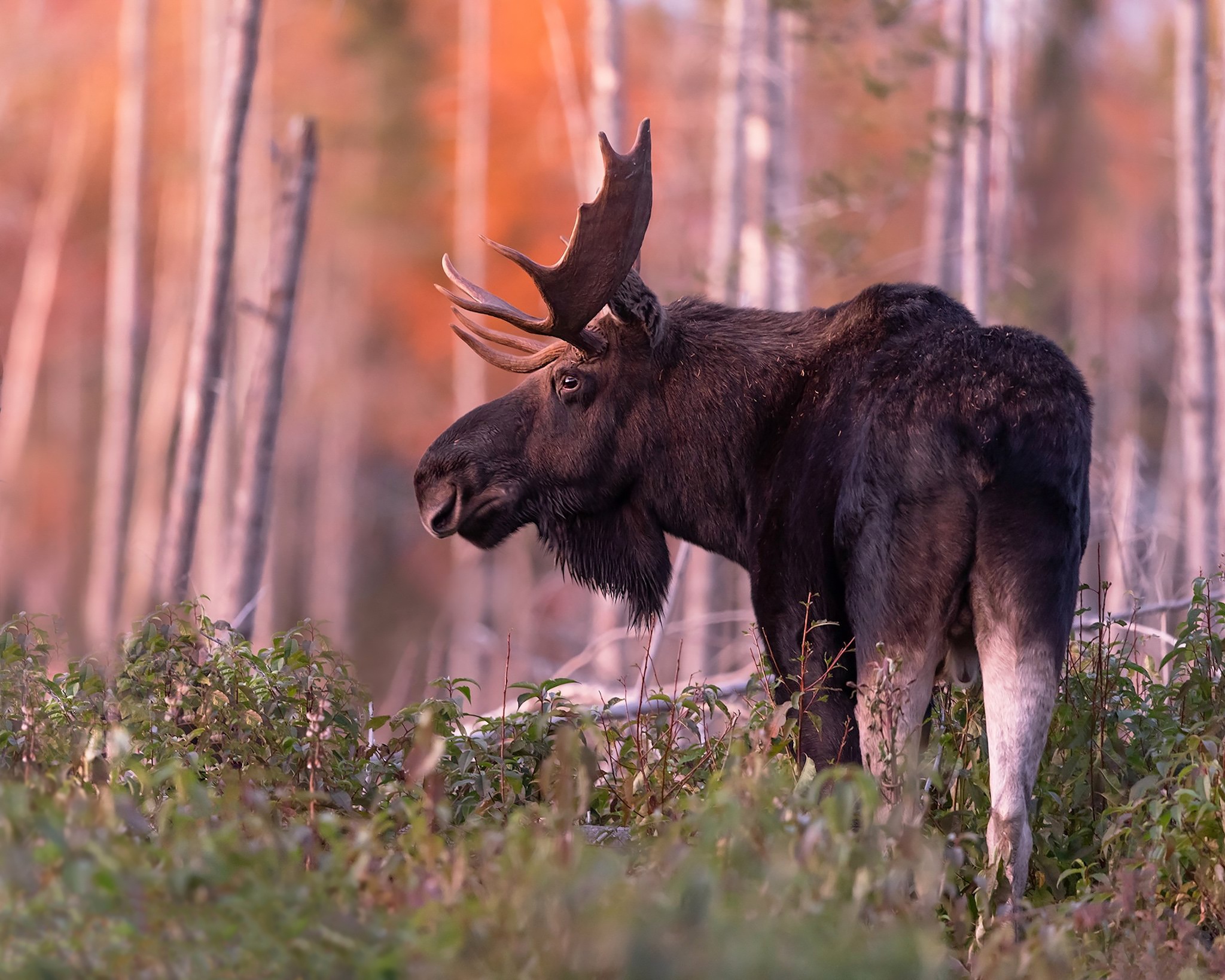 Moose Wildlife 2048x1639