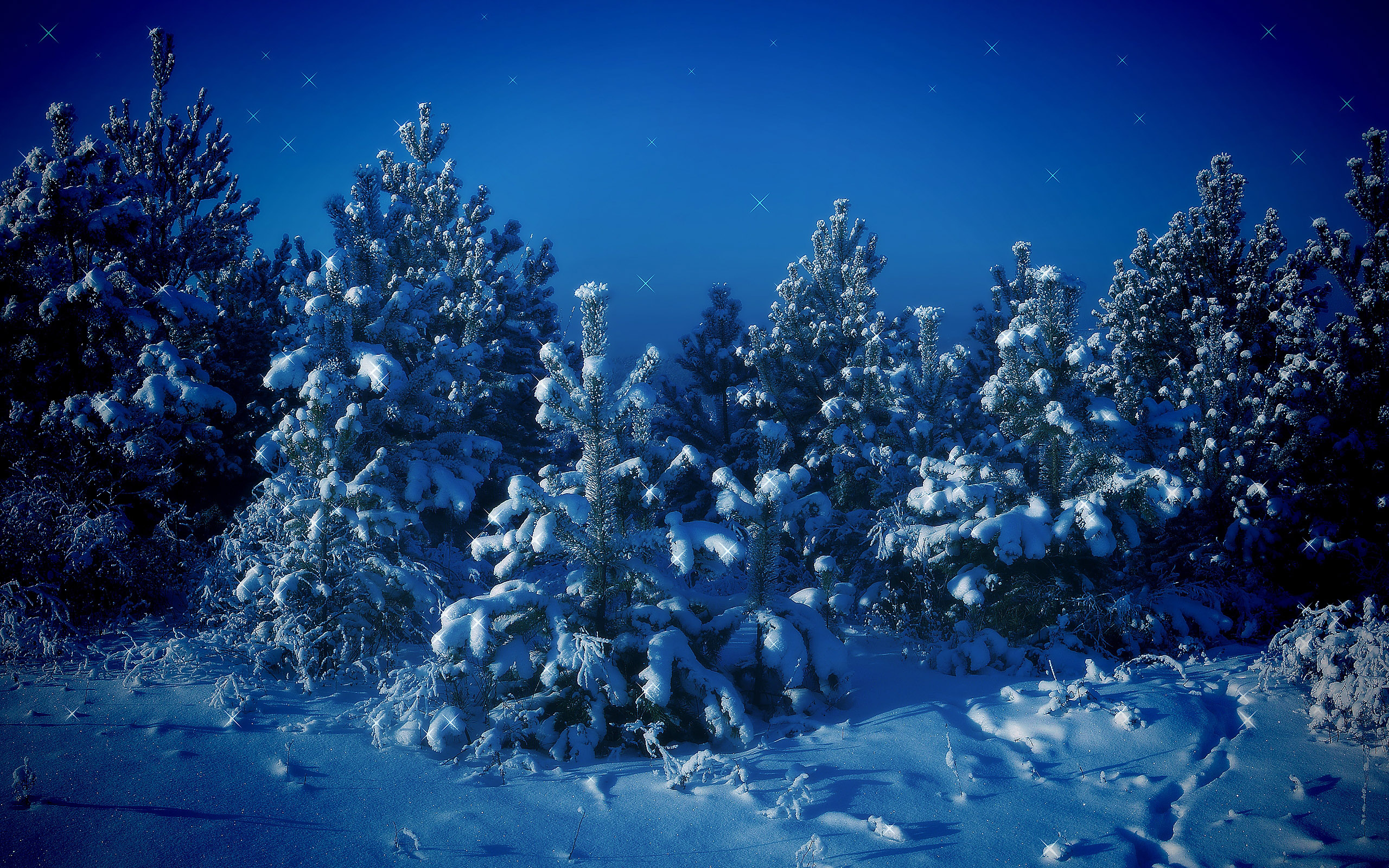 Earth Forest Pine Tree Snow Tree Winter 2560x1600