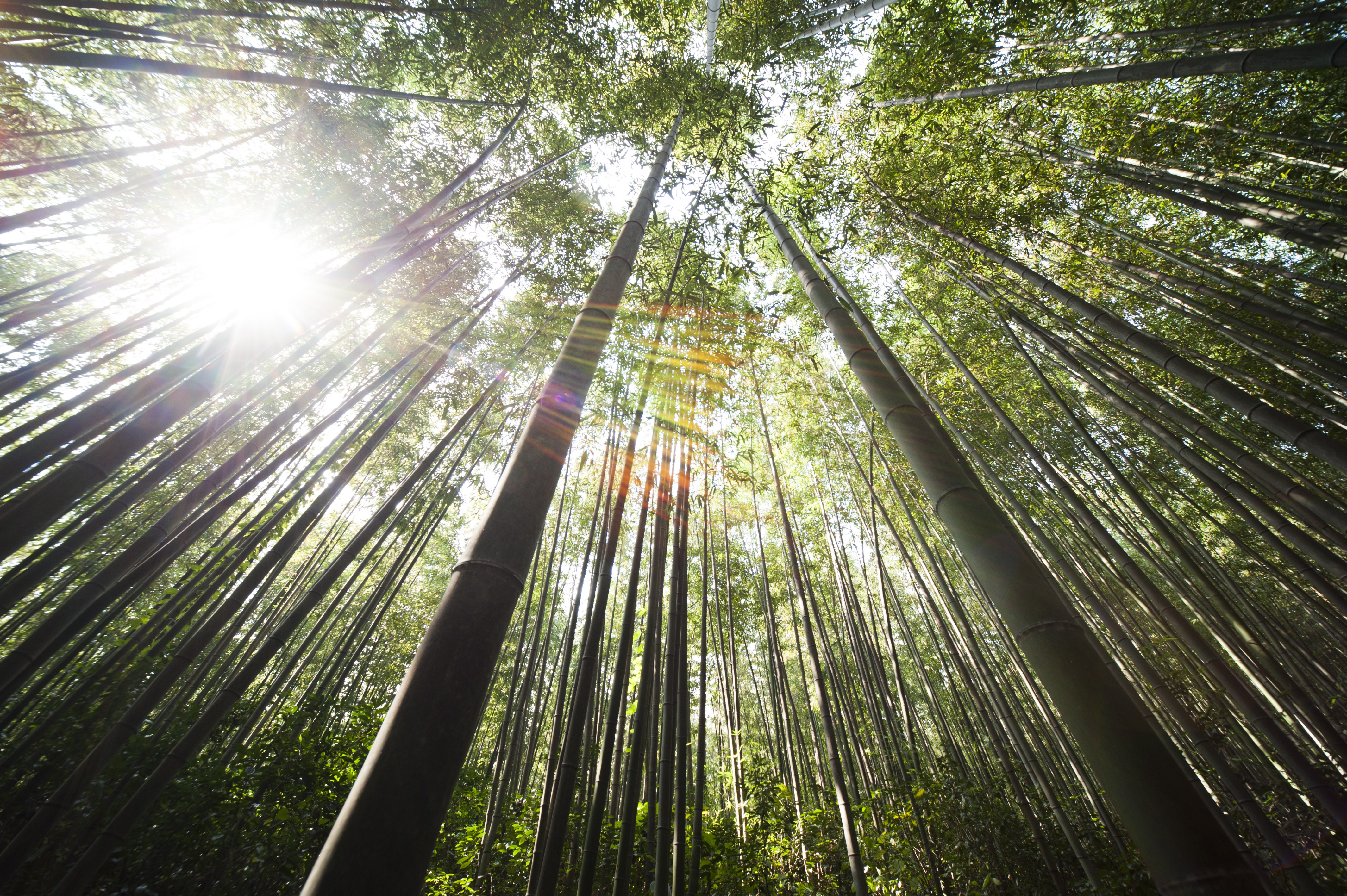 Bamboo Forest Sunbeam Tree Treetops 4256x2832