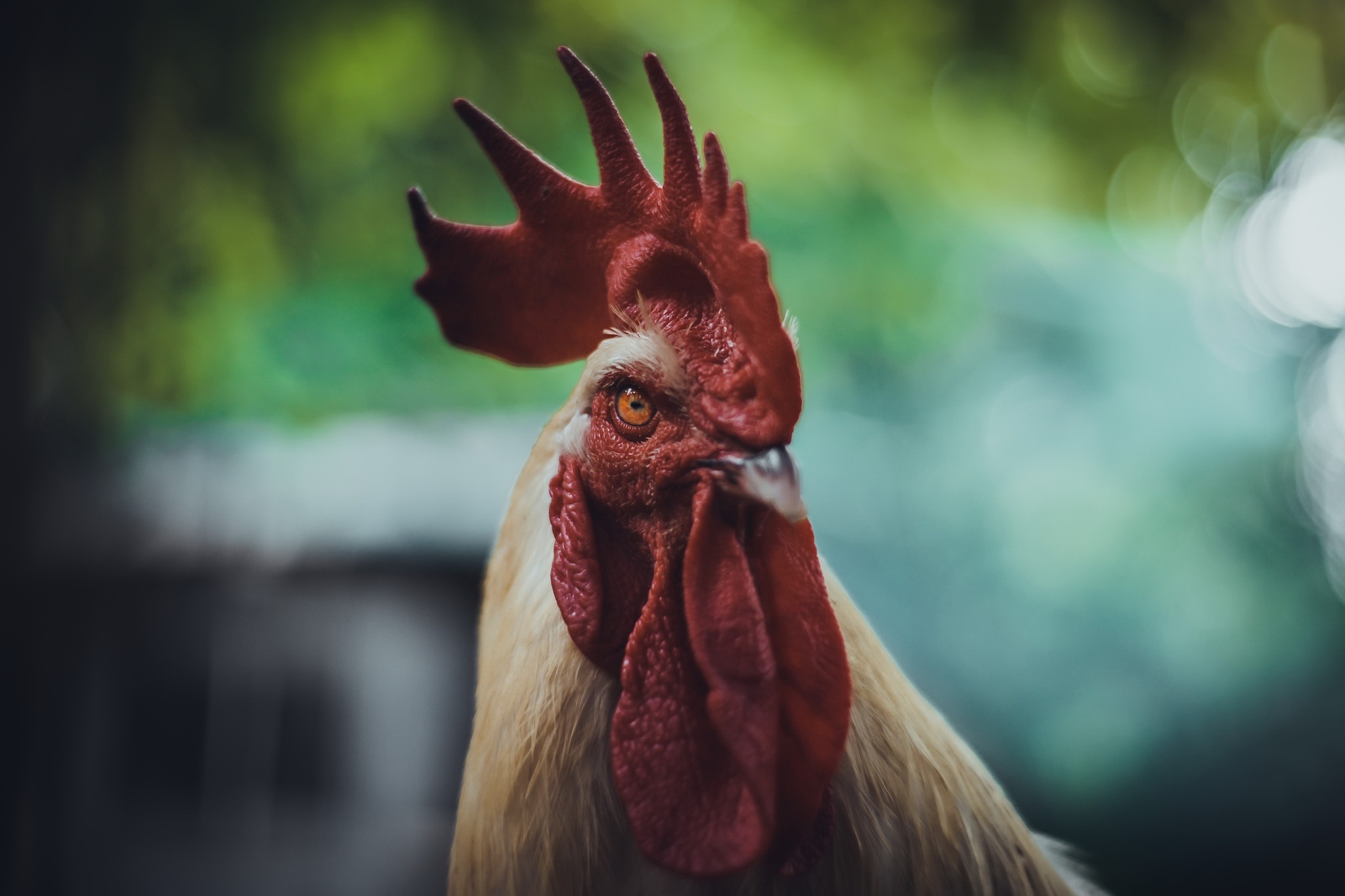 Bokeh Rooster Stare 2048x1365