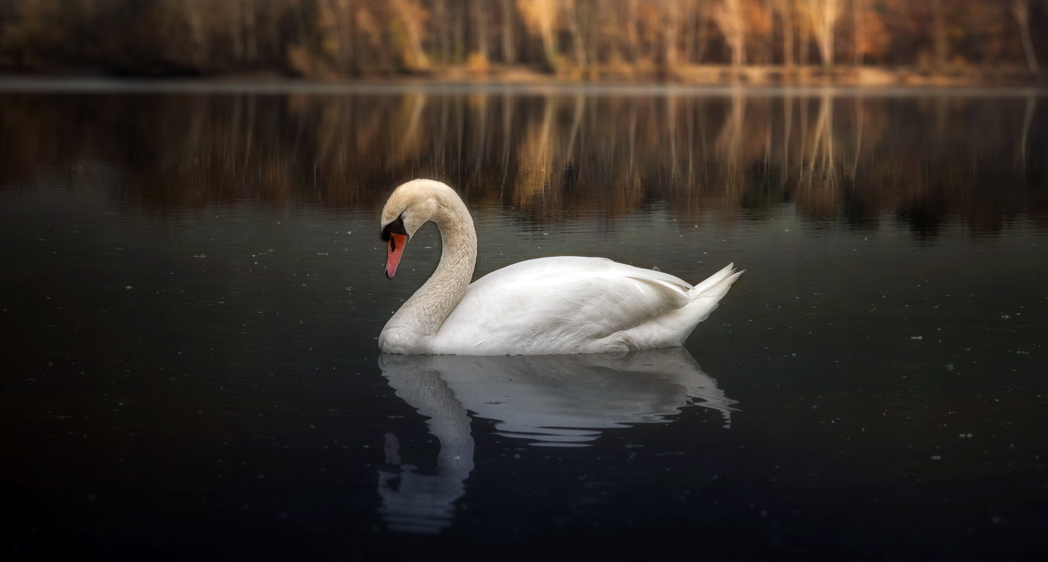 Animal Mute Swan 2048x1099