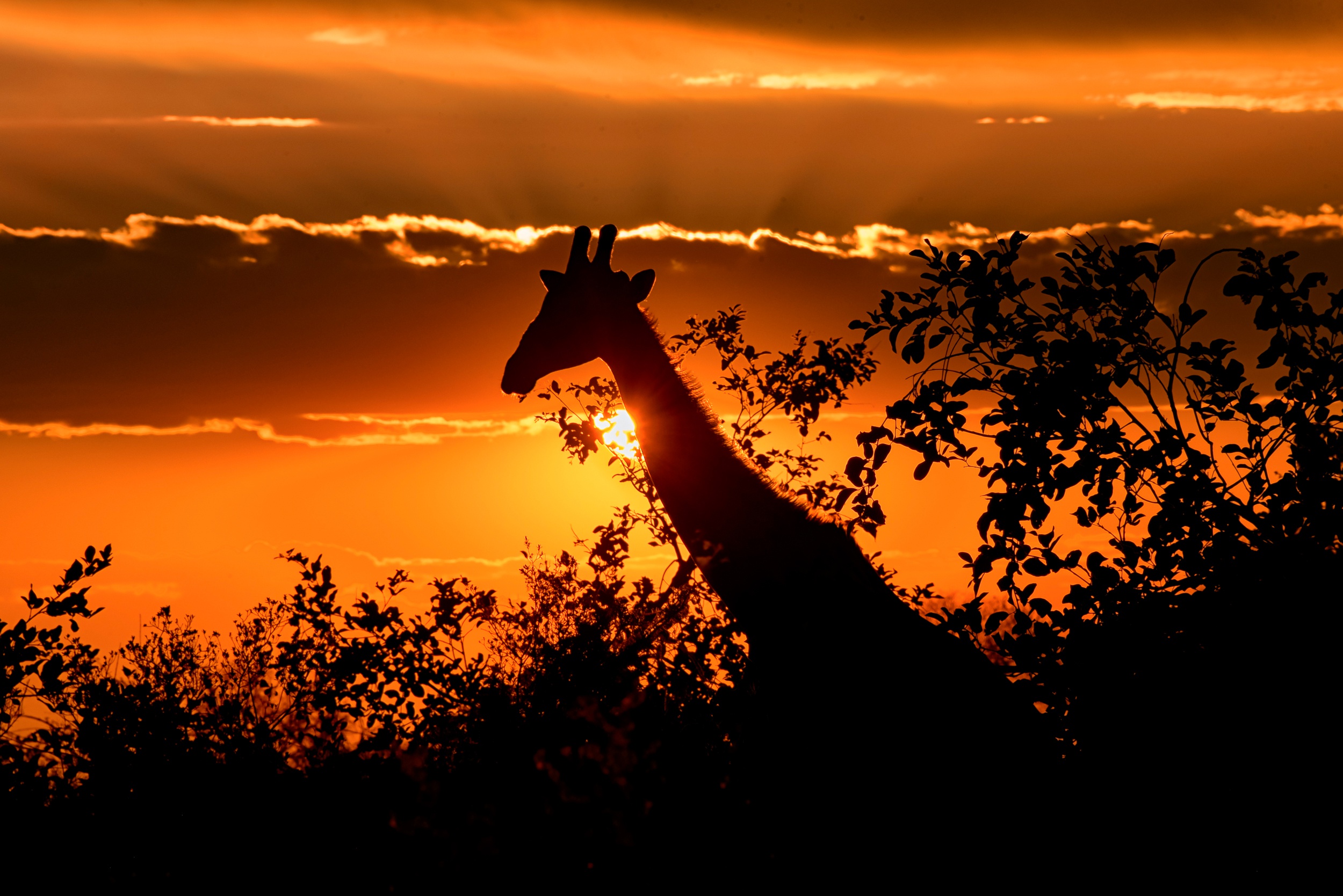 Giraffe Silhouette Wildlife 2500x1669