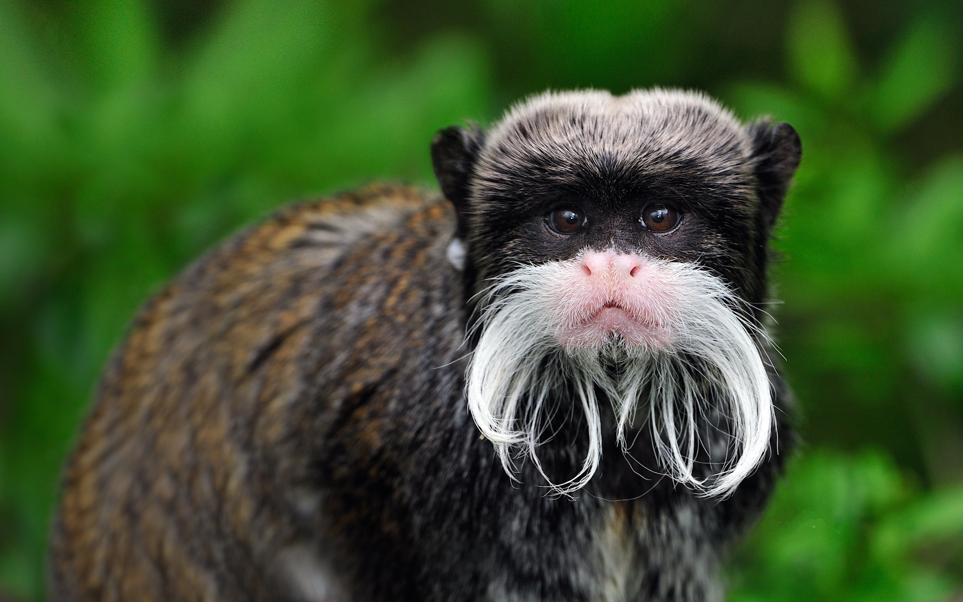 Animal Monkey Primate Tamarin 1920x1200