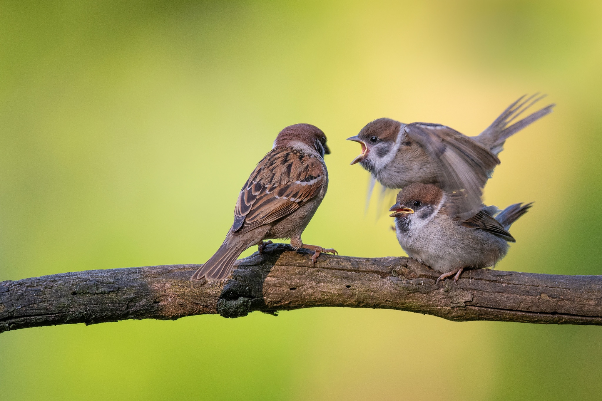 Bird Sparrow Wildlife 2048x1365