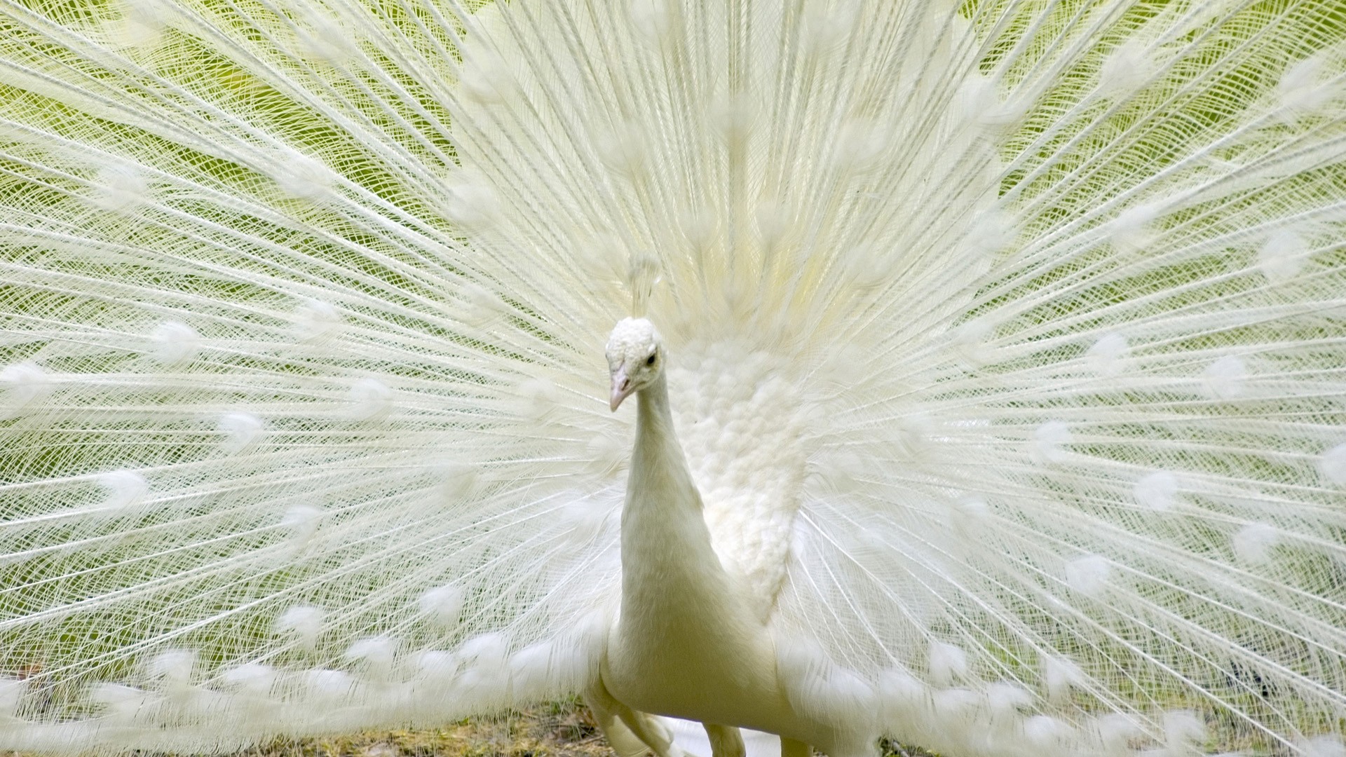 Animal Peacock 1920x1080