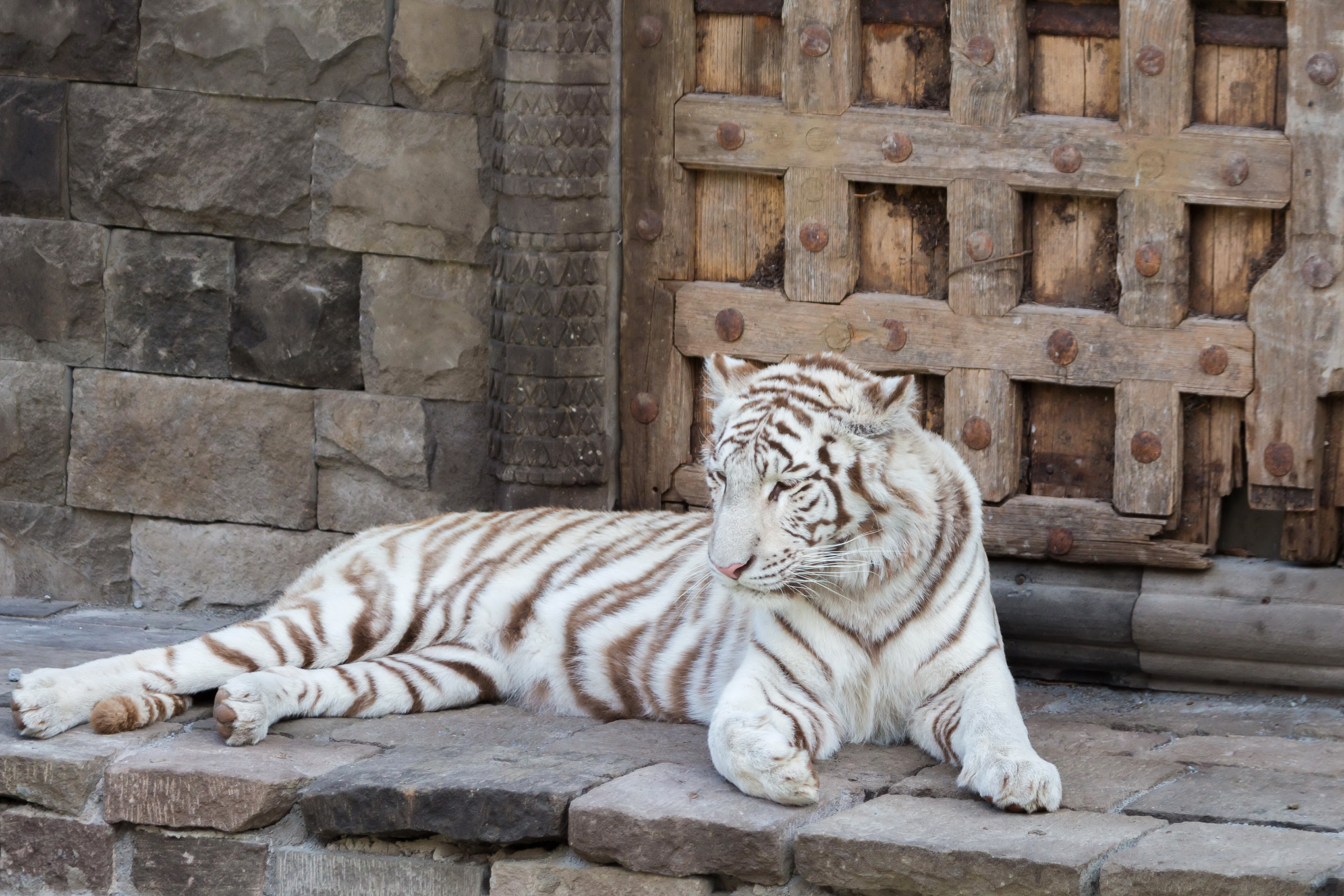 Big Cat White Tiger Wildlife Predator Animal 4050x2700