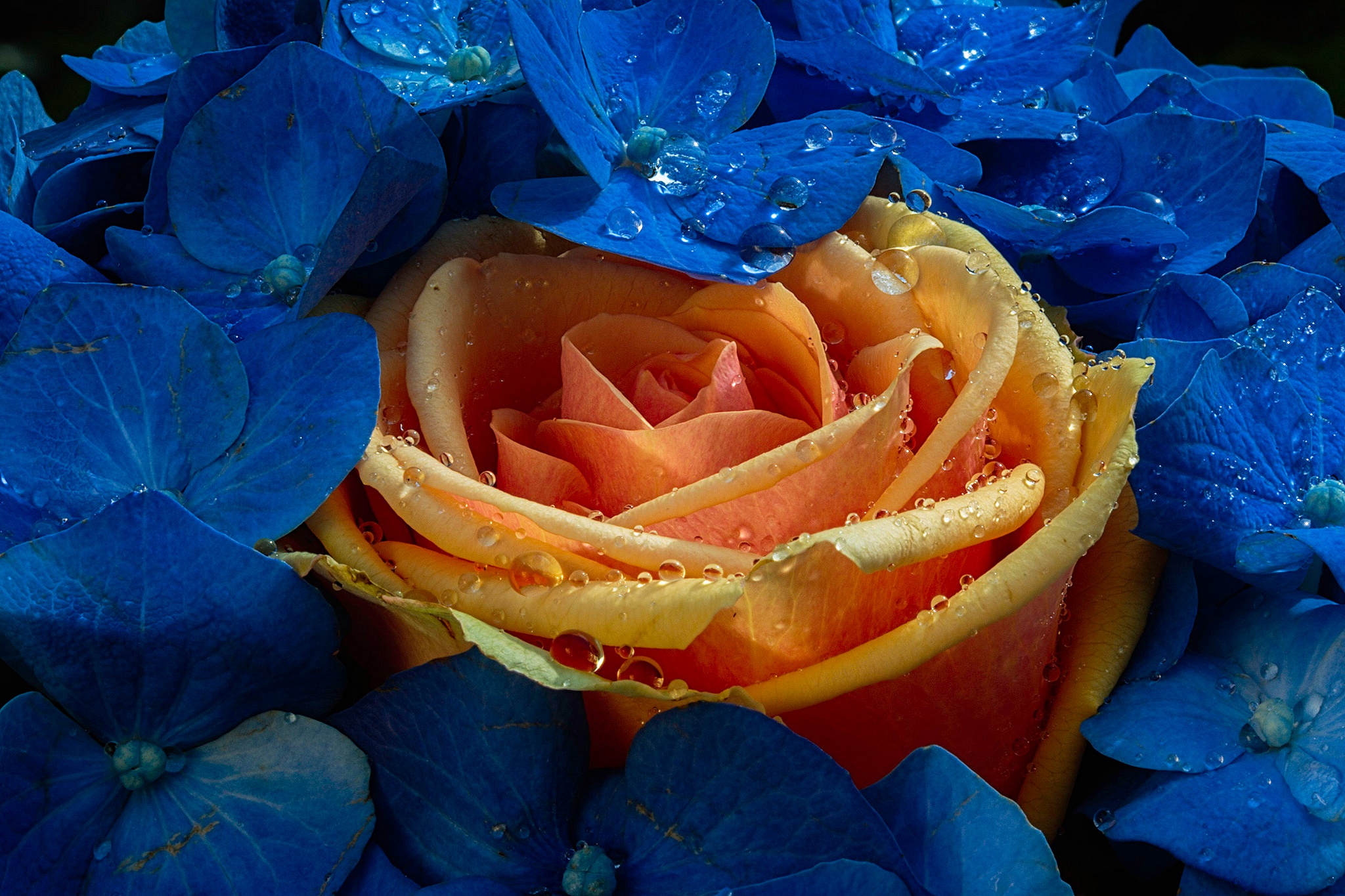 Blue Flower Flower Hydrangea Orange Flower Rose Water Drop 2048x1365