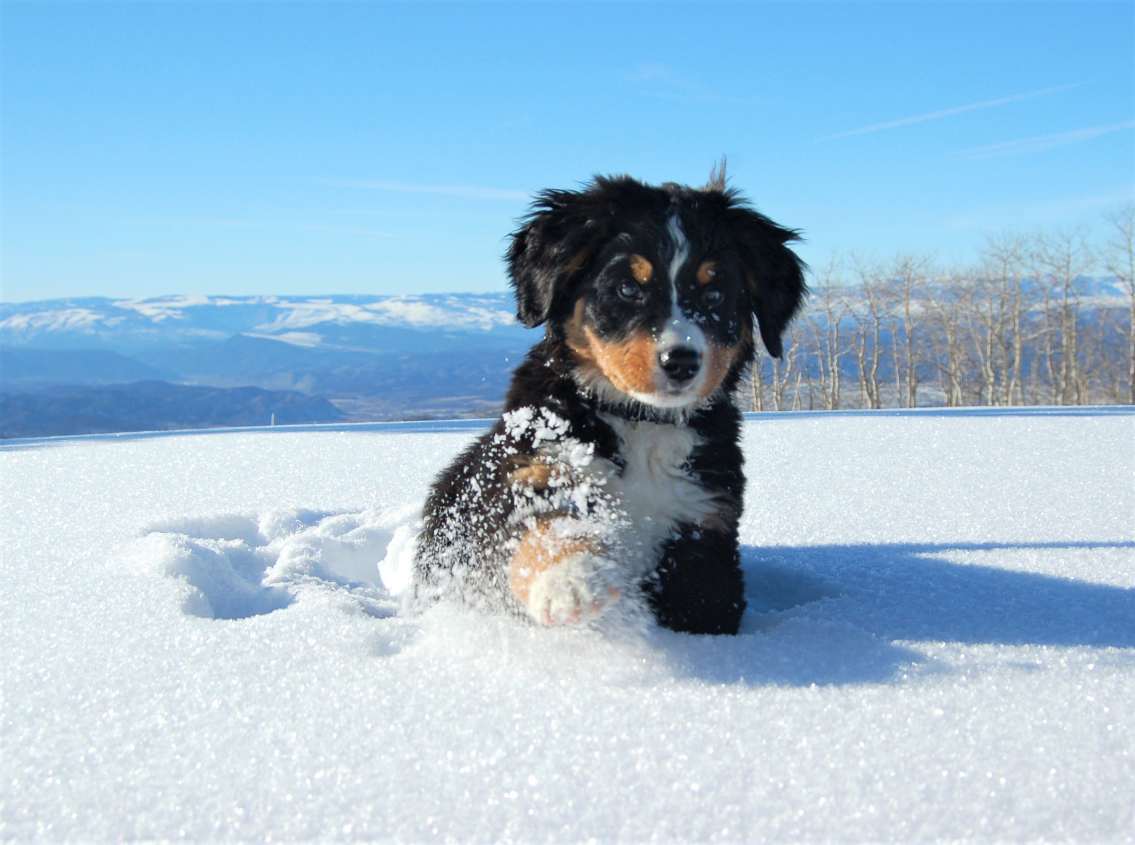 Animal Baby Animal Bernese Mountain Dog Cute Dog Pet Puppy Snow Winter 2287x1702