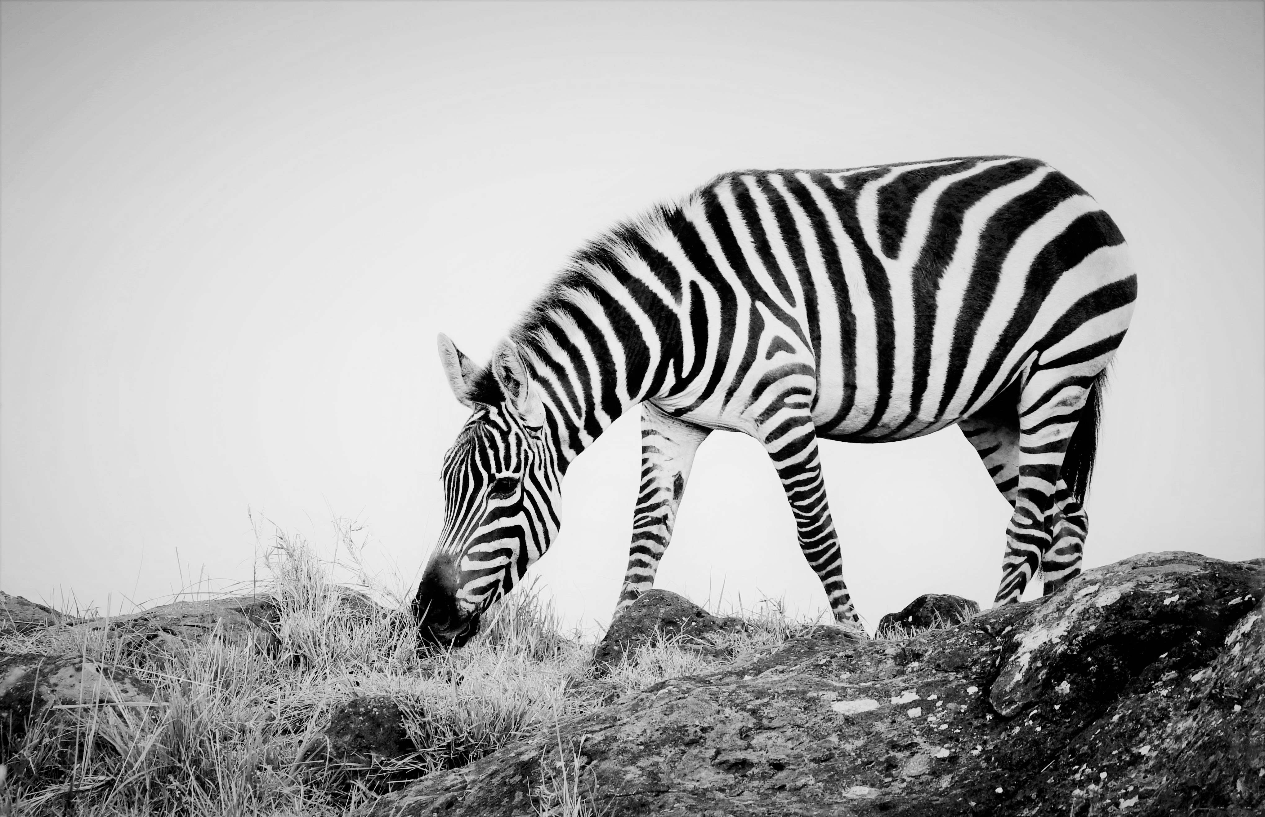 Africa Black Amp White Kenya Maasai Mara National Reserve Wildlife 4078x2636