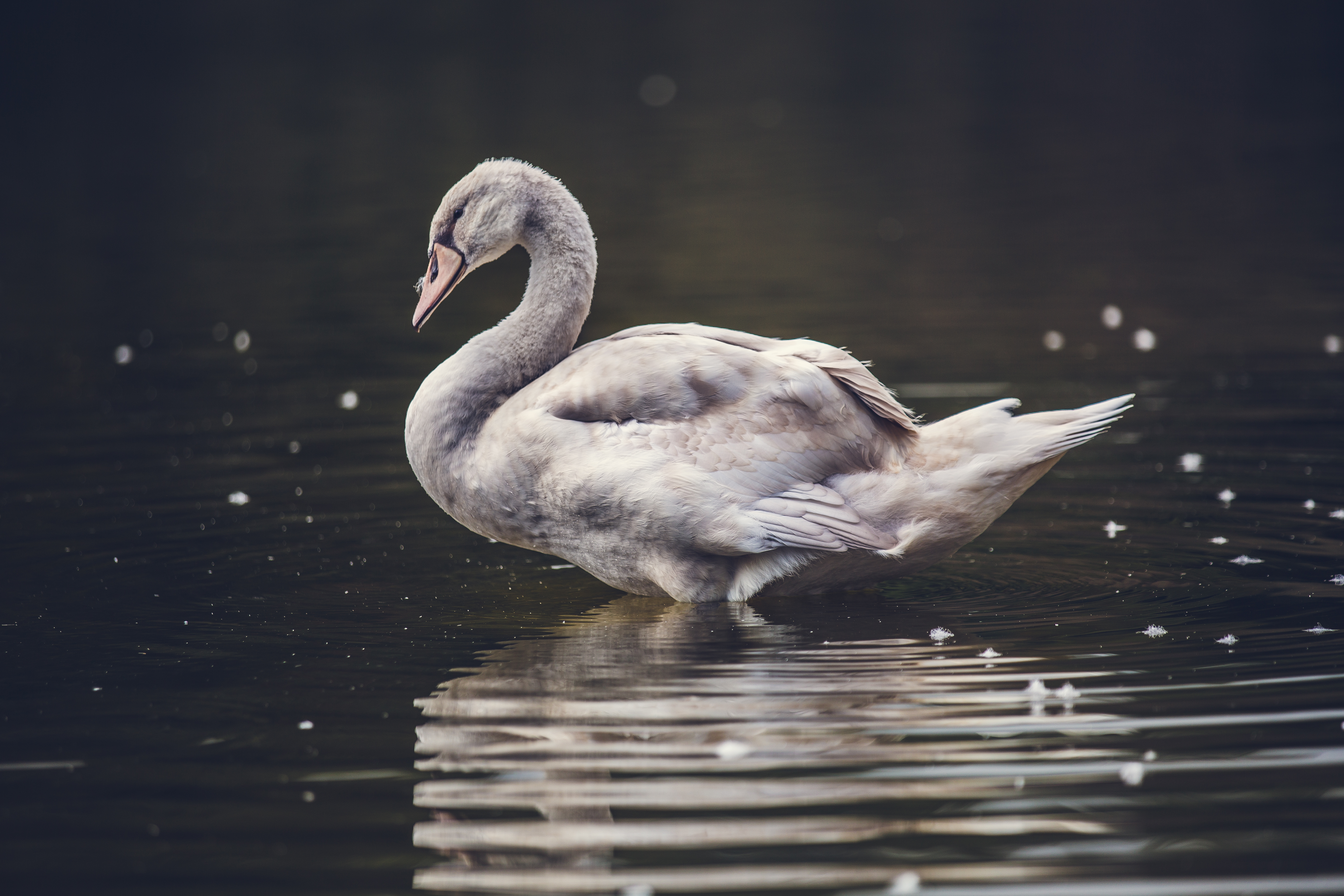 Bird Reflection Swan Water 5518x3679