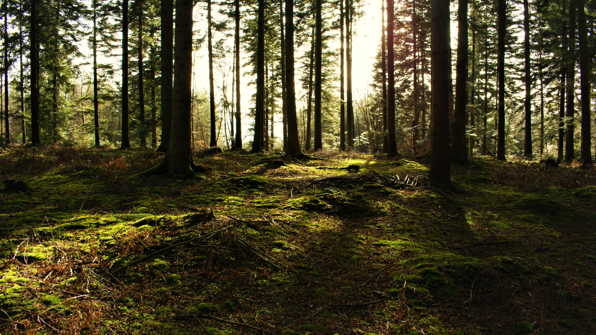 Nature Trees Forest Grass Sunlight Conifer Redwood 1920x1080
