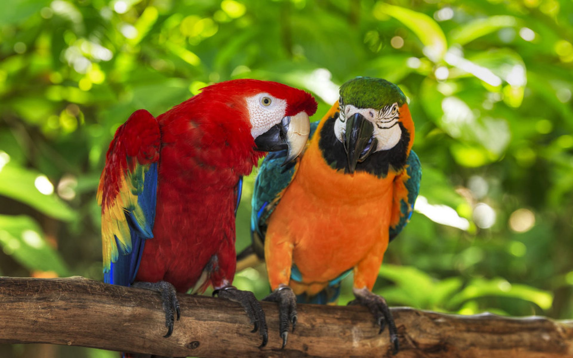 Animal Bird Catalina Macaw Colorful Macaw Scarlet Macaw 1920x1200