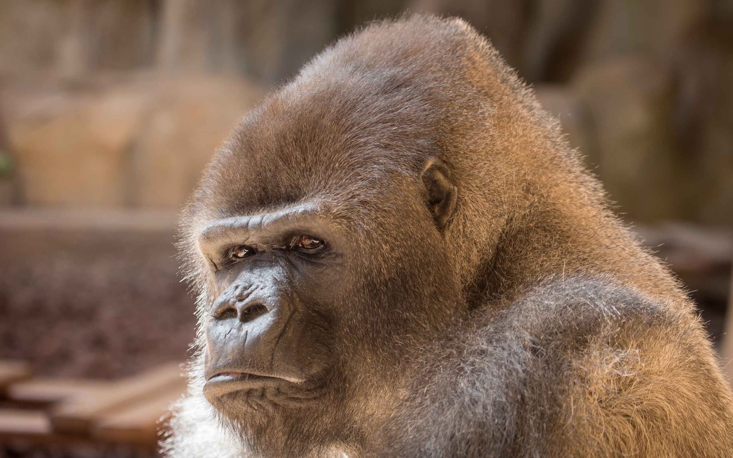 Gorilla Monkey Primate 2560x1600
