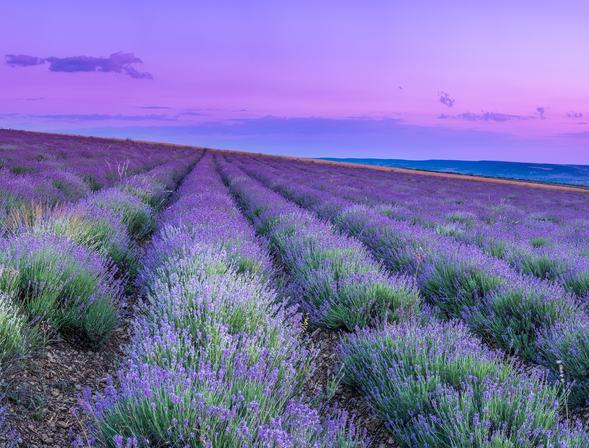 Field Landscape Lavender Nature Purple Flower 2000x1523