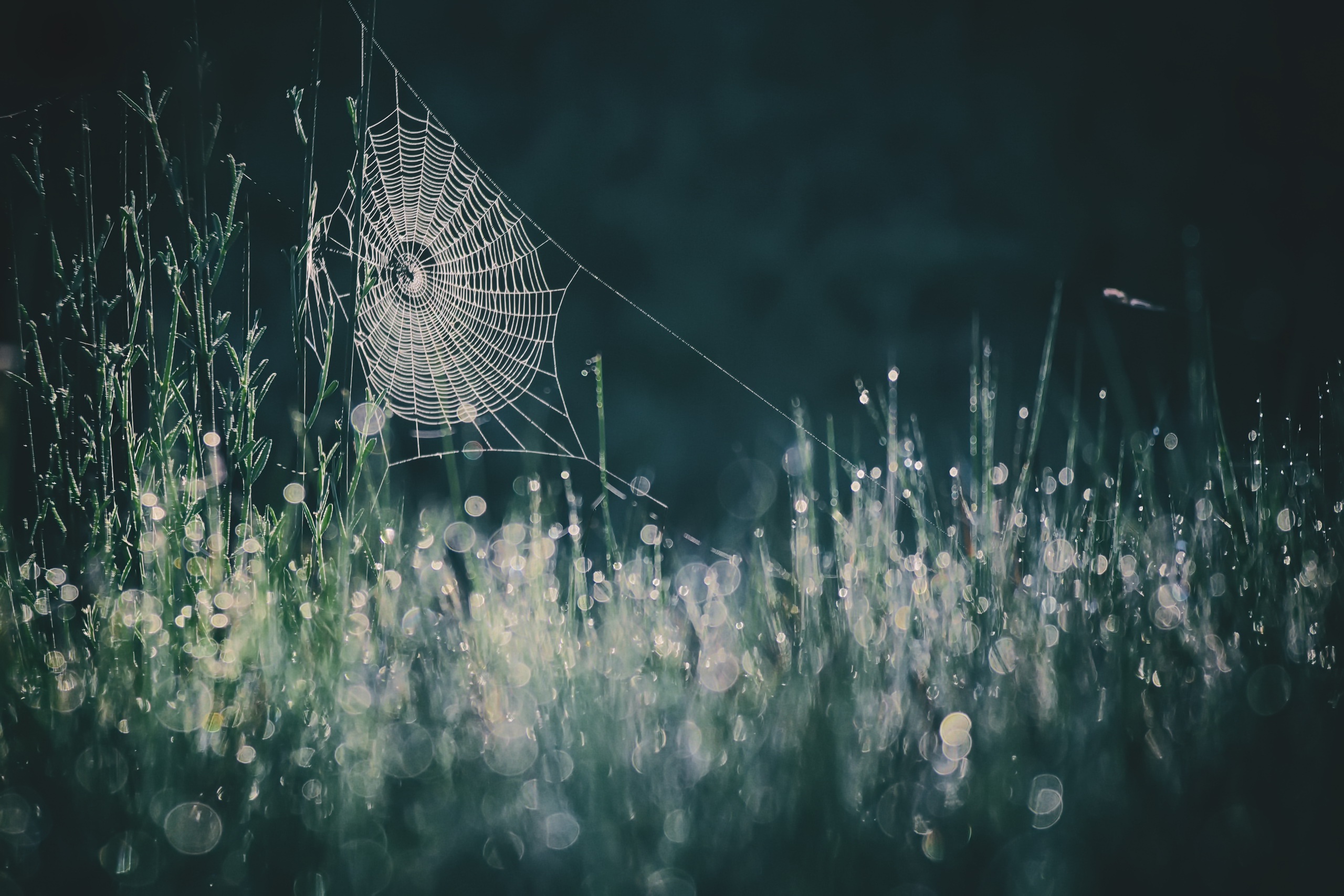 Bokeh Close Up Dew Grass Spider Web 2560x1707