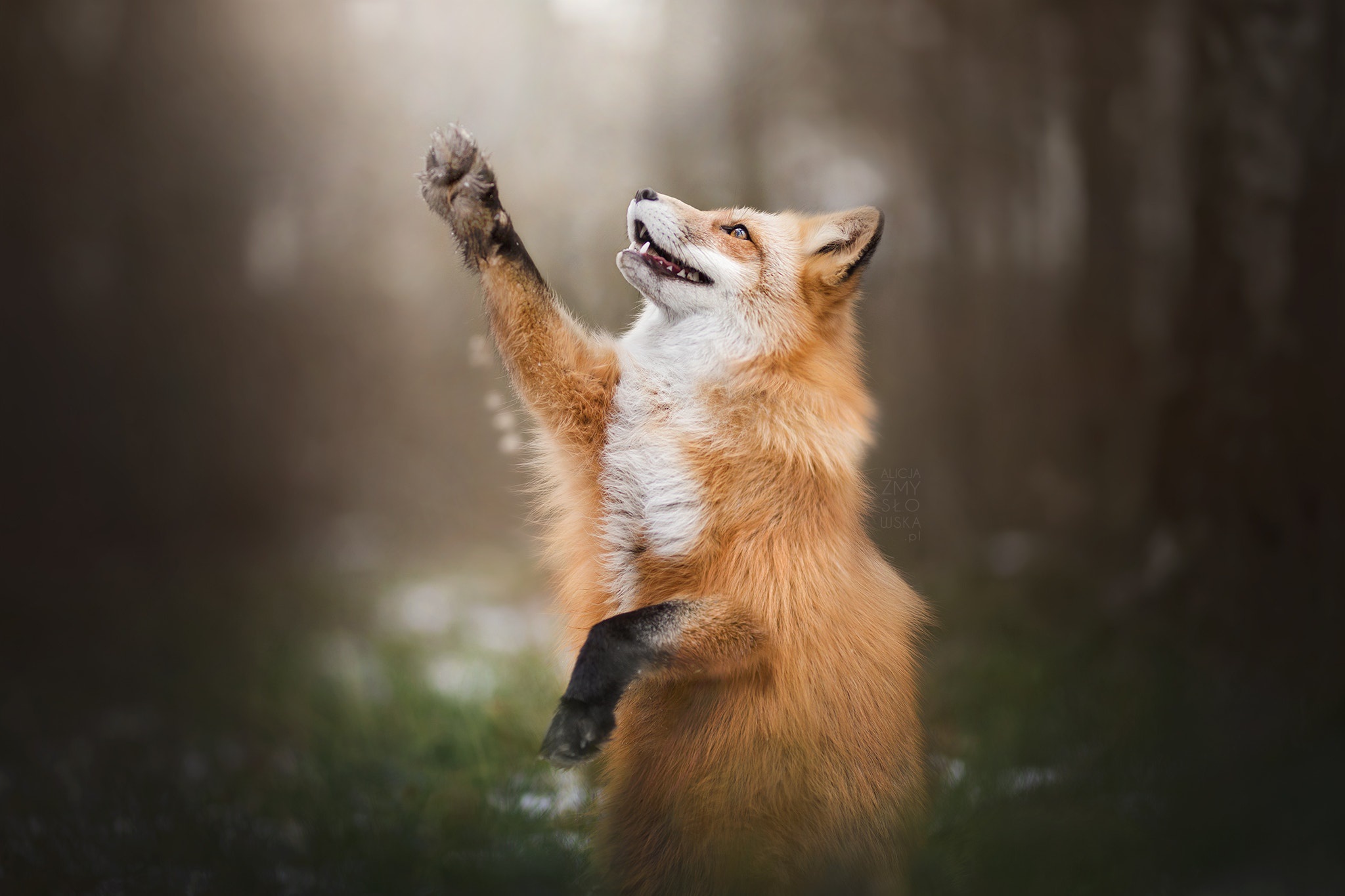 Fox Paw Wildlife 2048x1365