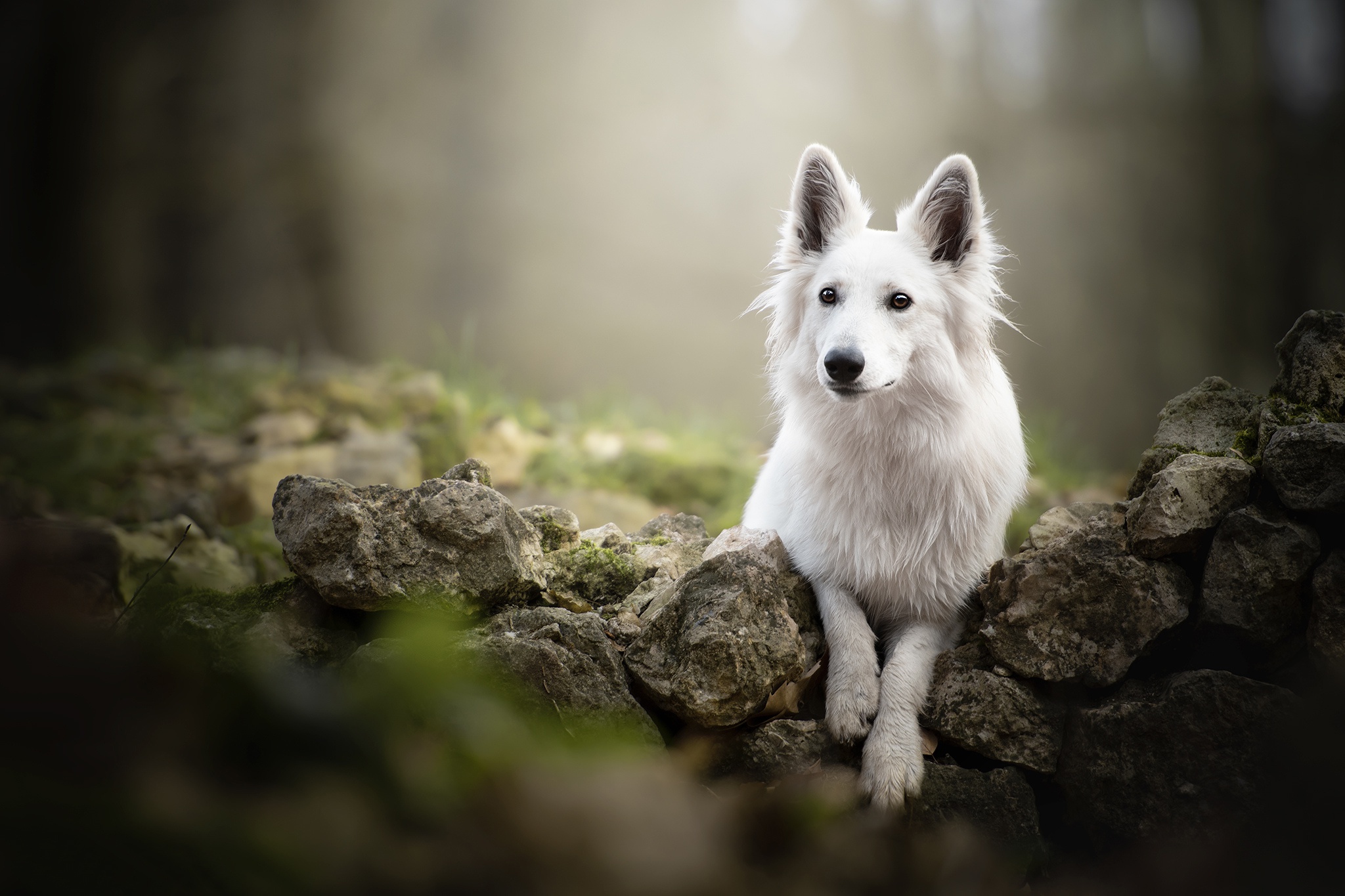Dog Pet Swiss Shepherd 2048x1365