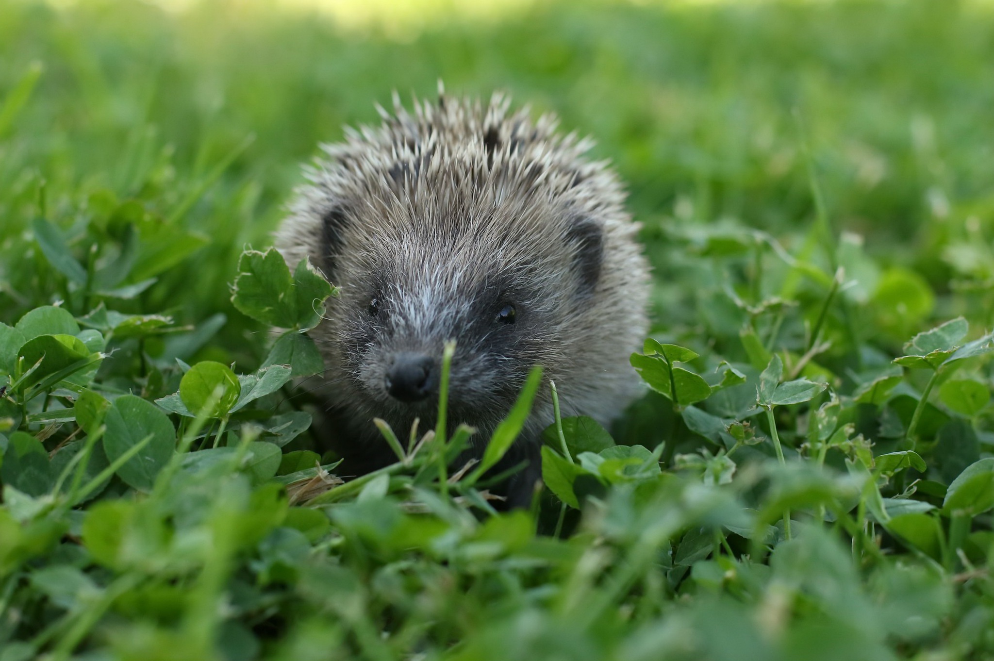 Hedgehog Wildlife 2048x1362