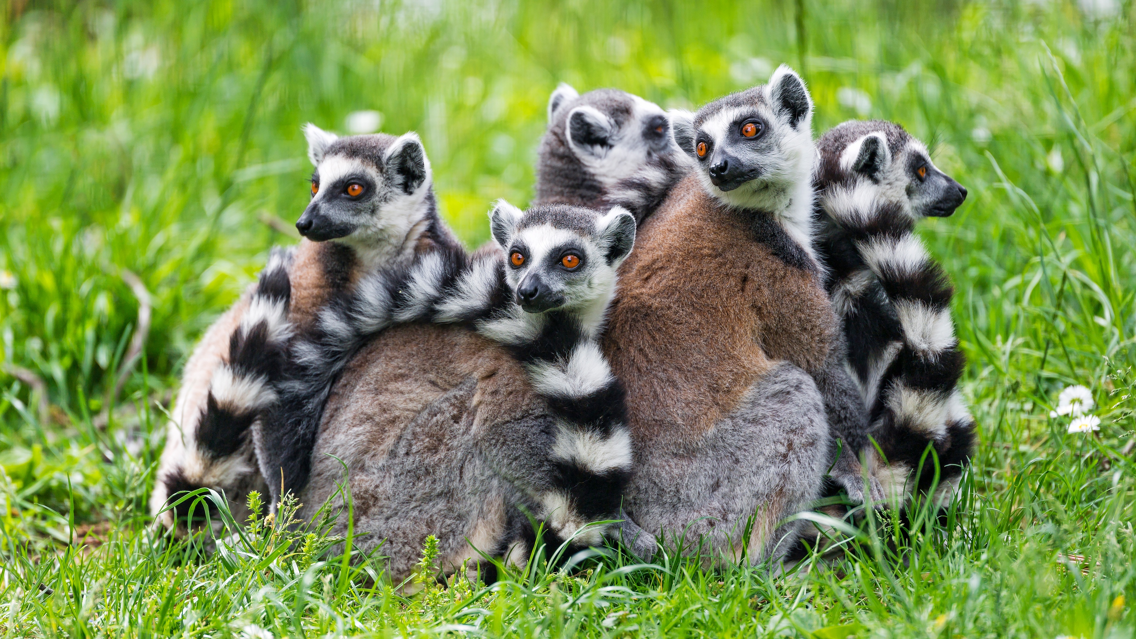 Lemur Wildlife 3840x2160