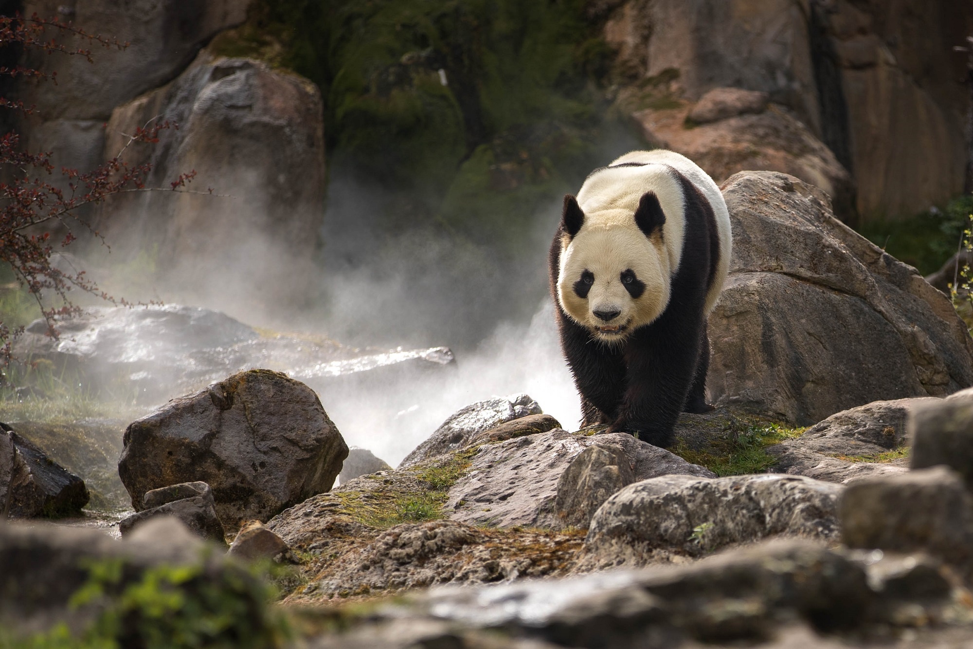 Panda Rock Wildlife 2000x1333
