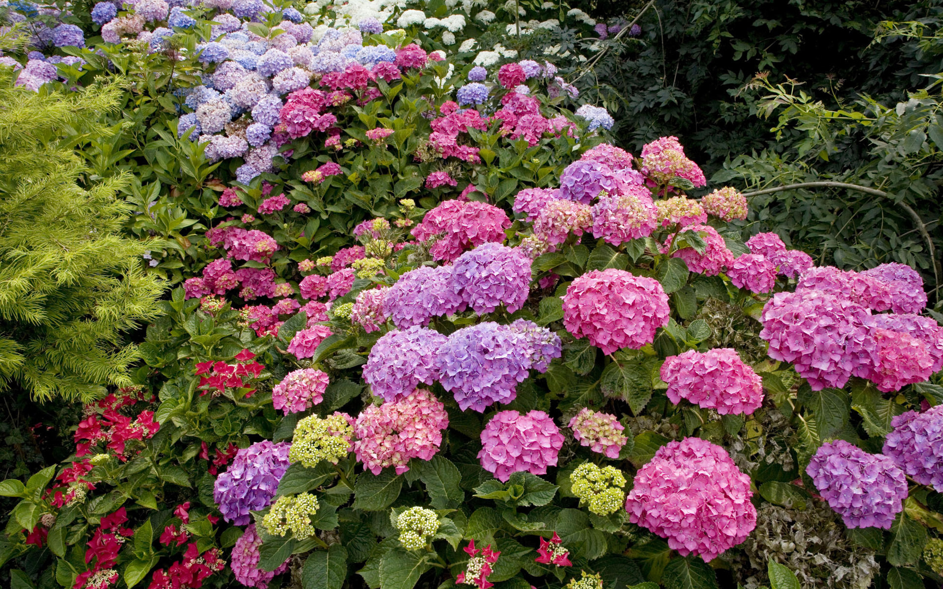 Earth Flower Hydrangea Leaf Pink Flower Purple Flower 1920x1200