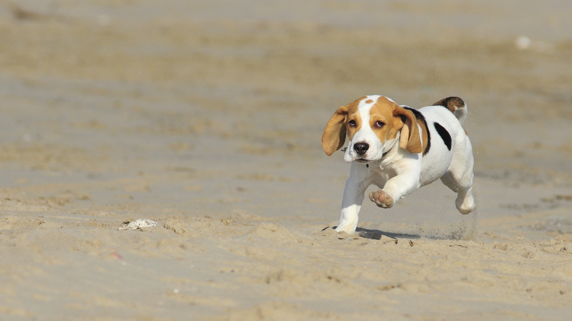 Beagle Dog Pet Puppy Sand 1920x1079