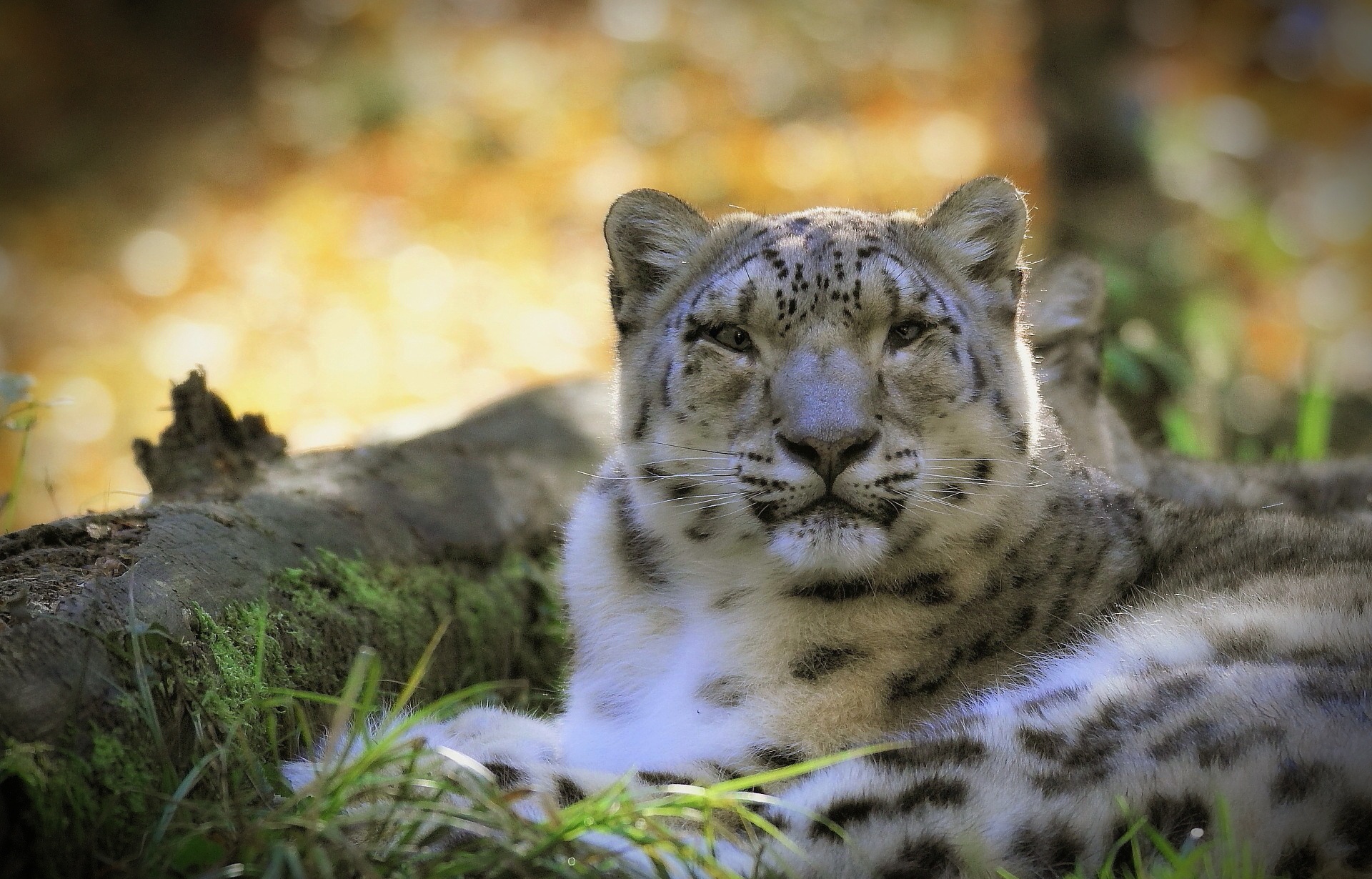 Big Cat Snow Leopard Stare Wildlife Predator Animal 1920x1230