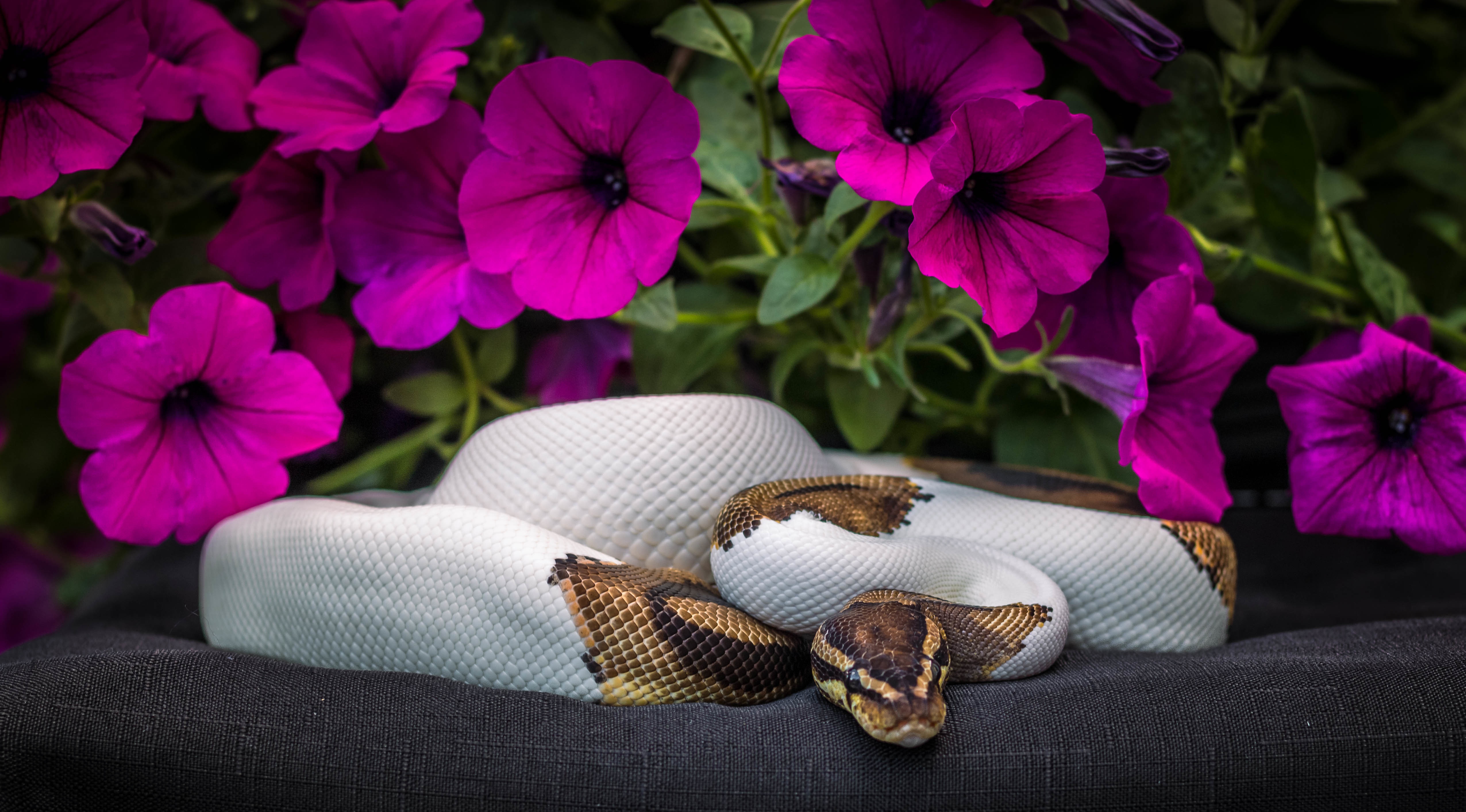 Flower Petunia Python Snake 5103x2827
