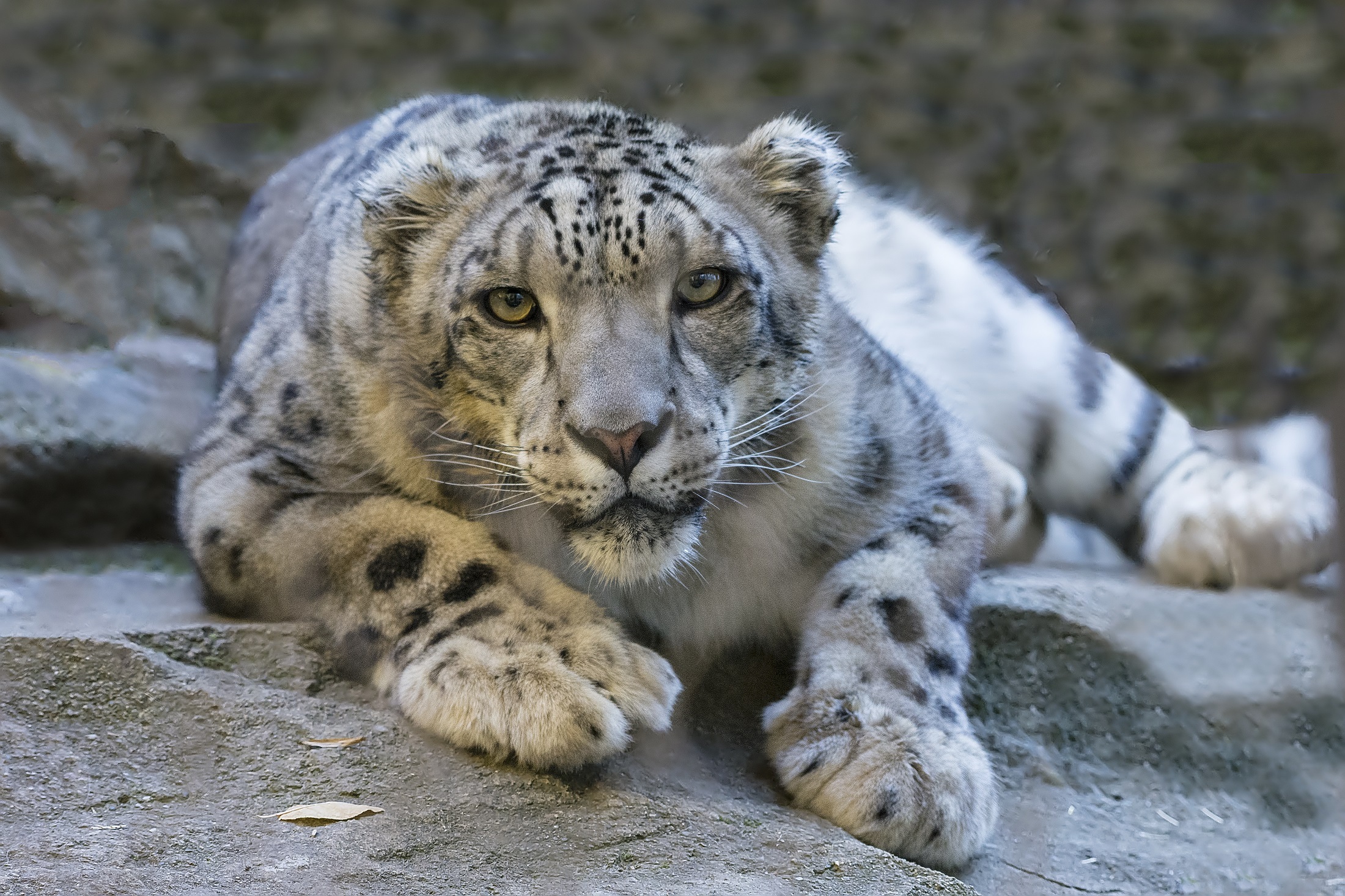 Big Cat Cat Snow Leopard Stare Wildcat 2200x1466