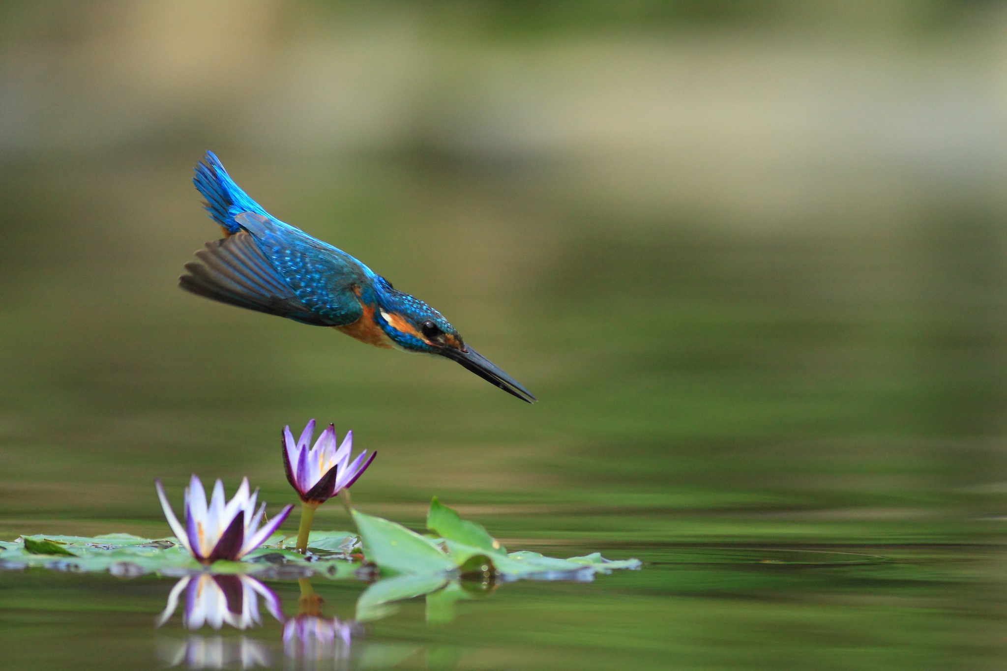 Bird Kingfisher Water Water Lily Wildlife 2048x1365