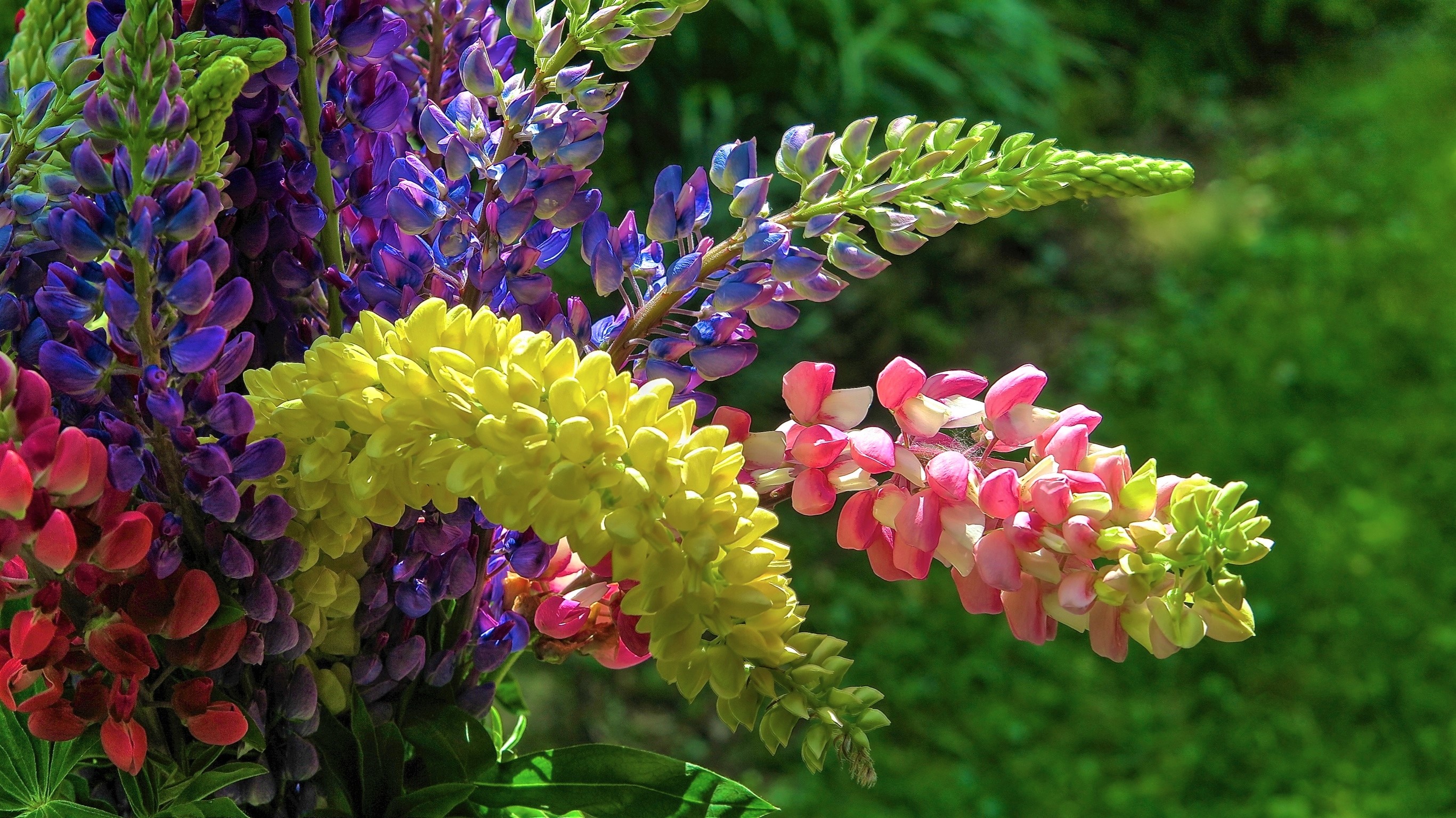 Colorful Earth Flower Lupine 2733x1535