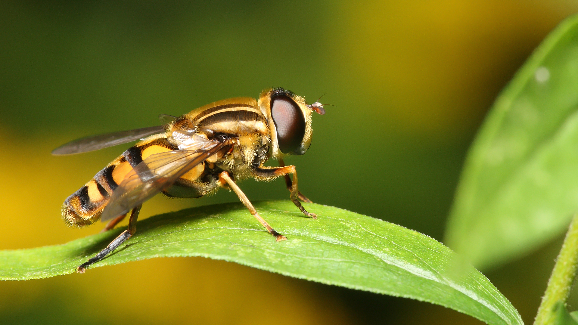 Animal Hoverfly 1920x1080