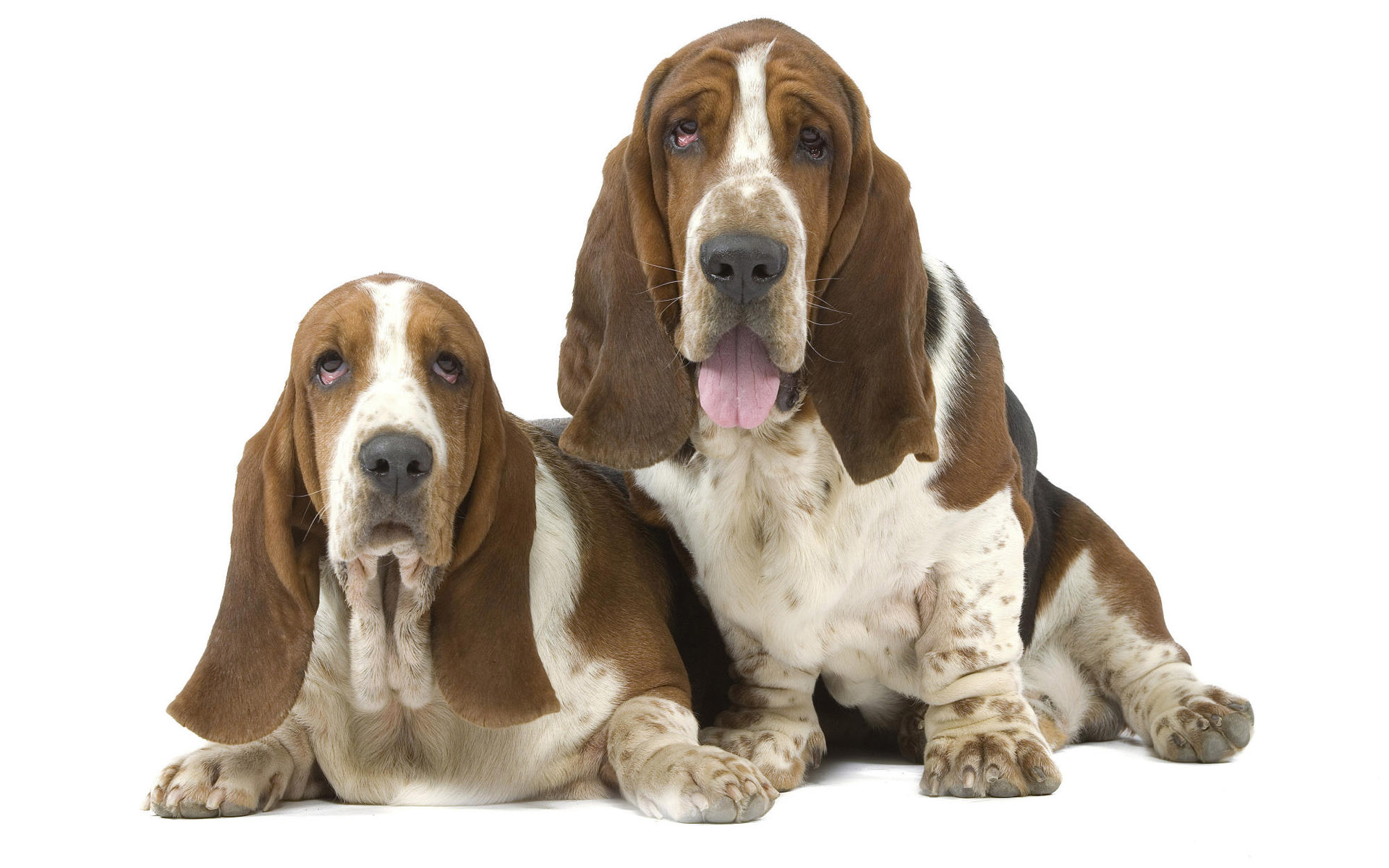 Animal Basset Hound 1920x1200