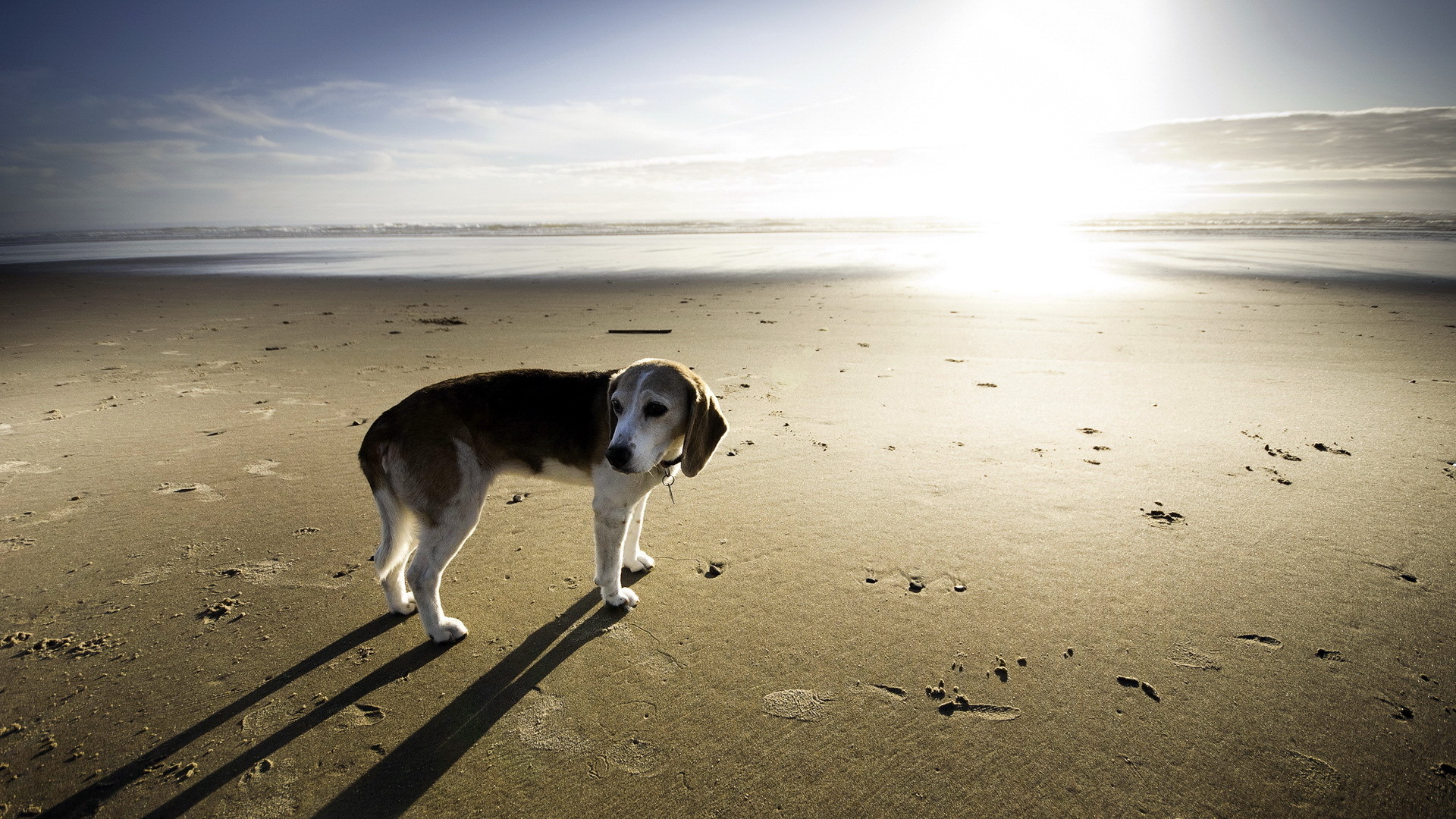 Animal Beagle 1920x1080