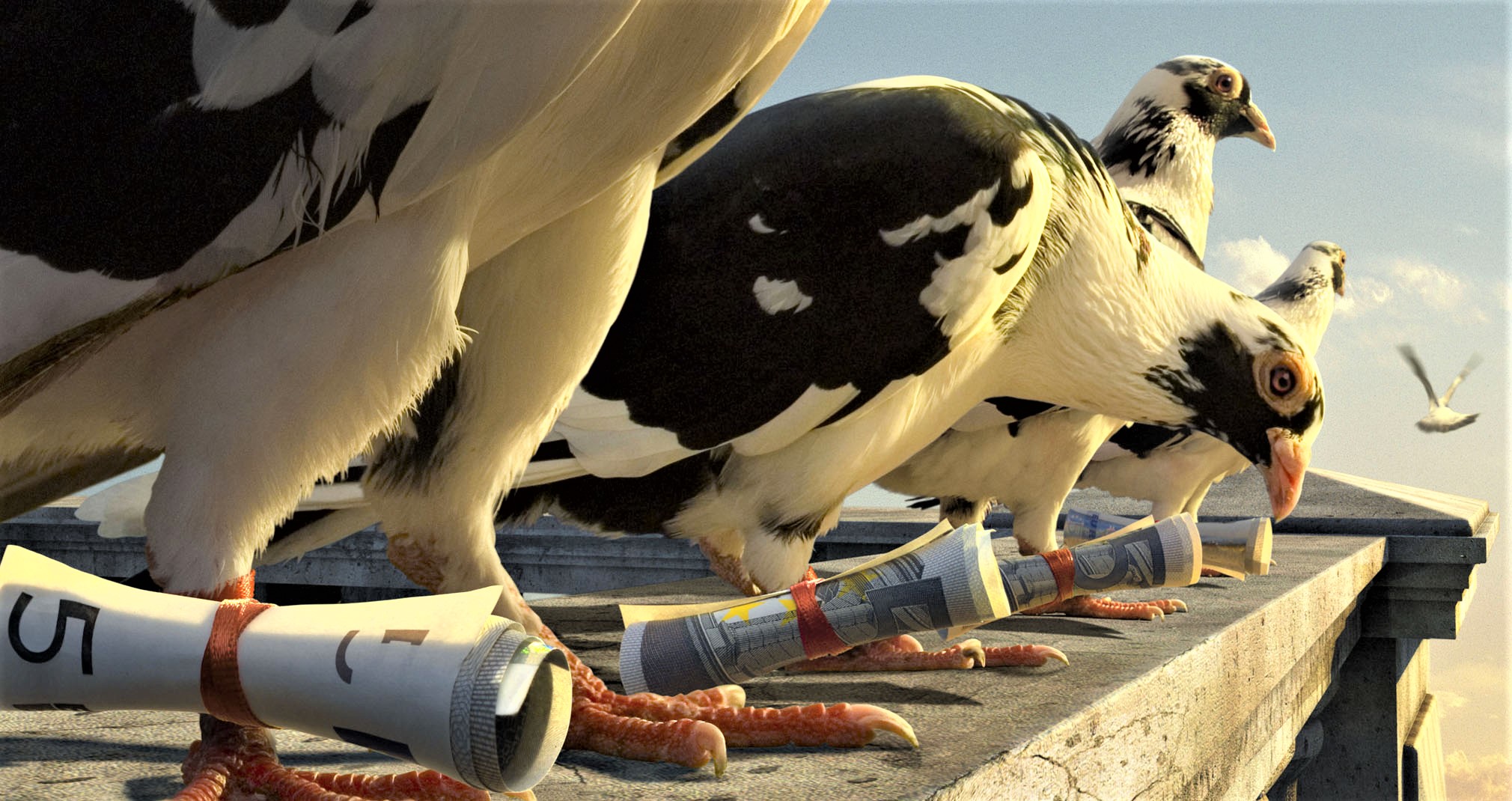Artistic Bird Homing Pigeon Manipulation Pigeon 2020x1070