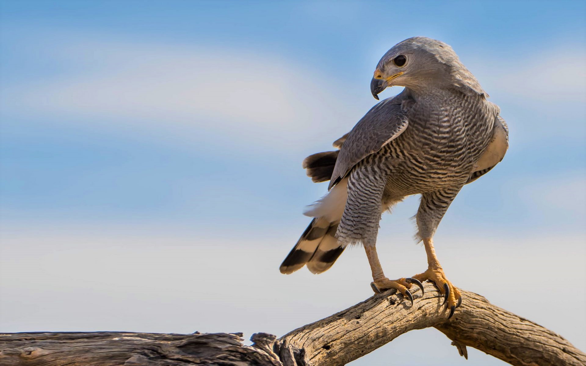 Animal Bird Bird Of Prey Gray Hawk Hawk 1920x1200