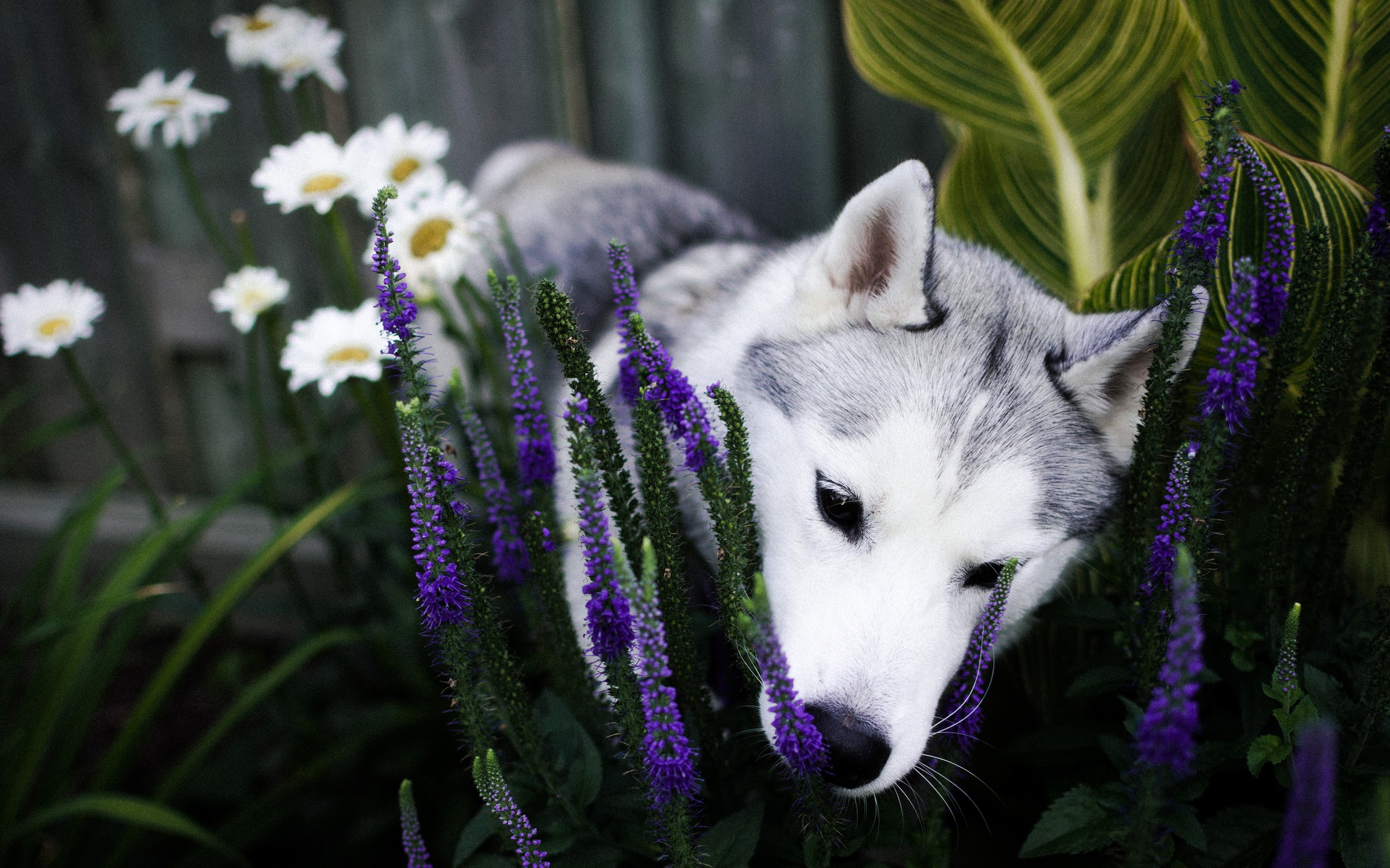 Dog Flower Husky Pet 2048x1280